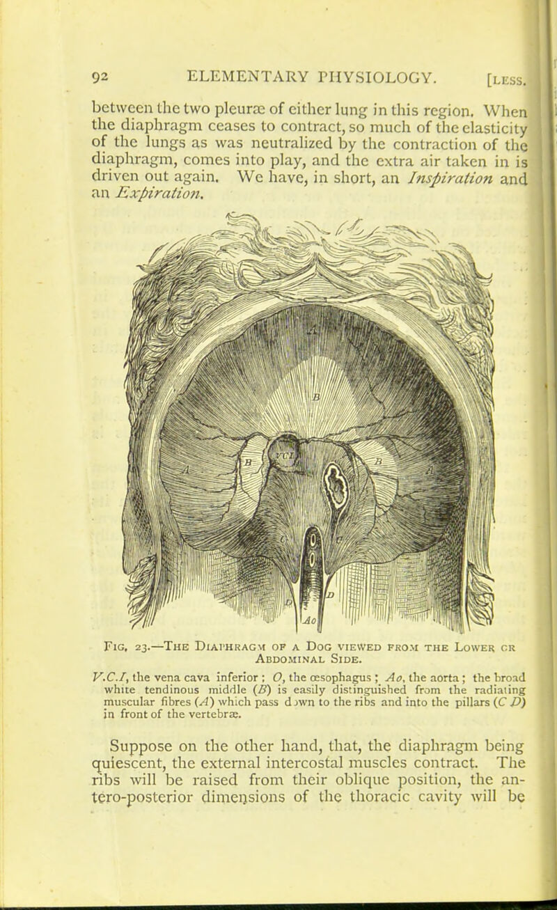 between the two pleurae of cither lung in this region. When the diaphragm ceases to contract, so much of the elasticity of the lungs as was neutralized by the contraction of the diaphragm, comes into play, and the extra air taken in is driven out again. We have, in short, an Inspiration and an Expiration. Fig, 23.—The Diaphragm of a Dog viewed from the Lower c.r Abdominal Side. V.C.I, the vena cava inferior : O, the oesophagus ; Ao, the aorta; the broad white tendinous middle (5) is easily distinguished from the radiating muscular fibres (A) which pass d jwn to the ribs and into the pillars (C P) in front of the vertebrae. Suppose on the other hand, that, the diaphragm being quiescent, the external intercostal muscles contract. The ribs will be raised from their oblique position, the an- tero-posterior dimensions of the thoracic cavity will be