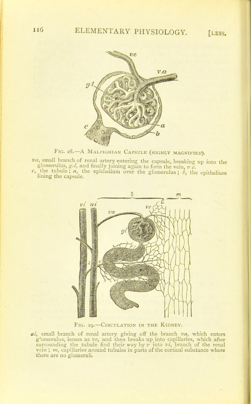 [less, Fig. 28.—A Malpighian Capsule (highly magnified}. va, small branch of renal artery entering the capsule, breaking up into the glomerulus, g-J, and finally joining again to form the vein, v c. c, the tubule; a, the epithelium over the glomerulus; b, the epithelium lining the capsule. b m Fig. 29.—Circulation in the Kidney. «/, small branch of renal artery giving off the branch va, which enters g'omerulus, issues as ve, and then breaks up into capillaries, which after surrounding the tubule find their way by v into vi, branch of the renal vein ; 7>i, capillaries around tubules in parts of the cortical substance where there are no glomeruli.