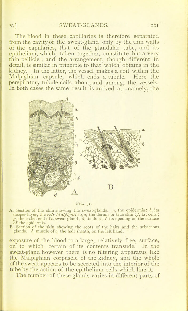 The blood in these capillaries is therefore separated from the cavity of the sweat-gland only by the thin walls of the capillaries, that of the glandular tube, and its epithelium, which, taken together, constitute but a very thin pellicle ; and the arrangement, though different in detail, is similar in principle to that which obtains in the kidney. In the latter, the vessel makes a coil within the Malpighian capsule, which ends a tubule. Here the perspiratory tubule coils about, and among, the vessels. In both cases the same result is arrived at—namely, the Fig. 31. A. Section of the skin showing the sweat-glands. a, the epidermis; b, its deeper layer, the rete Malpighii; e,d, the dermis or true skin \f fat cells ; g, the coded end of a sweat-gland ; h, its duct ; z, its opening on the surface of the epidermis. B. Section of the skin showing the roots of the hairs and the sebaceous glands, b, muscle of c, the hair sheath, on the left hand. exposure of the blood to a large, relatively free, surface, on to which certain of its contents transude. In the sweat-gland however there is no filtering apparatus like the Malpighian corpuscle of the kidney, and the whole of the sweat appears to be secreted into the interior of the tube by the action of the epithelium cells which line it. The number of these glands varies in different parts of