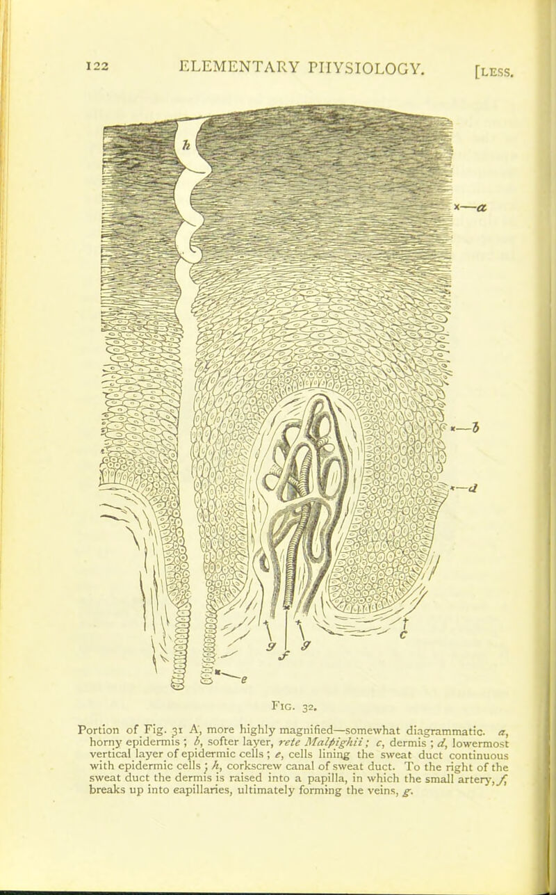 Portion of Fig. 31 A, more highly magnified—somewhat diagrammatic, a, horny epidermis ; b, softer layer, re/e Malpighii; c, dermis ; d, lowermost vertical layer, of epidermic cells ; e, cells lining the sweat duct continuous with epidermic cells h, corkscrew canal of sweat duct. To the right of the sweat duct the dermts is raised into a papilla, in which the small artery, breaks up into capillaries, ultimately forming the veins, g. Fic. 32.