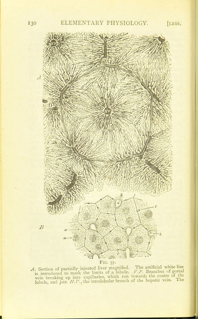 Fig. 37' A. Section of partially injected liver magnified. The artificial white Une is introduced to mark the limits of a lobule. V.P. Branches of portal vein breaking up into capillaries, which run towards the centre of the lobule, and join II. V., the intralobular branch of the hepatic vein, lhe