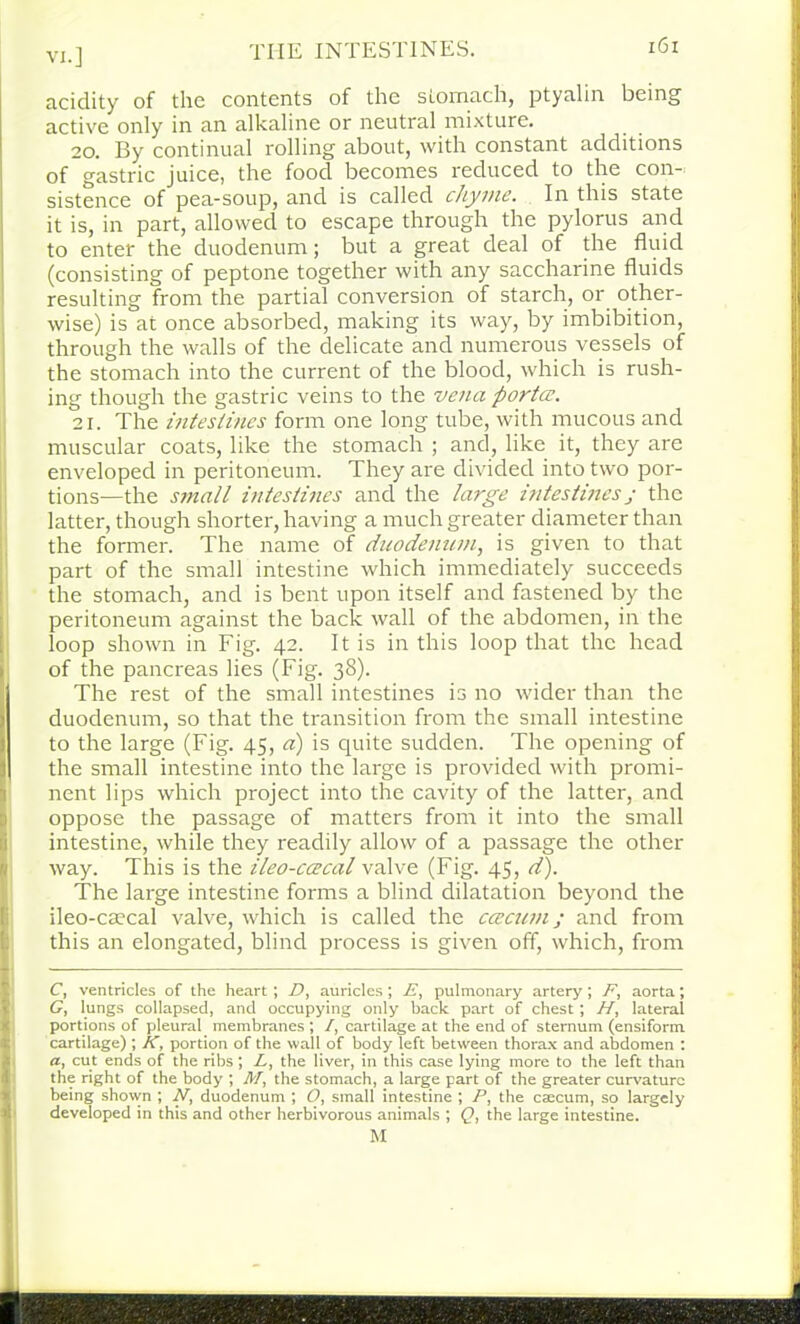 acidity of the contents of the stomctch, ptyalin being active only in an alkaline or neutral mixture. 20. By continual rolling about, with constant additions of gastric juice, the food becomes reduced to the con- sistence of pea-soup, and is called chyme. In this state it is, in part, allowed to escape through the pylorus and to enter the duodenum; but a great deal of the fluid (consisting of peptone together with any saccharine fluids resulting from the partial conversion of starch, or other- wise) is at once absorbed, making its way, by imbibition, through the walls of the delicate and numerous vessels of the stomach into the current of the blood, which is rush- ing though the gastric veins to the vena porta;. 21. The intestines form one long tube, with mucous and muscular coats, like the stomach ; and, like it, they are enveloped in peritoneum. They are divided into two por- tions—the small intestines and the large intestines j the latter, though shorter, having a much greater diameter than the former. The name of duodenum, is given to that part of the small intestine which immediately succeeds the stomach, and is bent upon itself and fastened by the peritoneum against the back wall of the abdomen, in the loop shown in Fig. 42. It is in this loop that the head of the pancreas lies (Fig. 38). The rest of the small intestines is no wider than the duodenum, so that the transition from the small intestine to the large (Fig. 45, a) is quite sudden. The opening of the small intestine into the large is provided with promi- nent lips which project into the cavity of the latter, and oppose the passage of matters from it into the small intestine, while they readily allow of a passage the other way. This is the ileo-ccecal valve (Fig. 45, d). The large intestine forms a blind dilatation beyond the ileo-caecal valve, which is called the caecum; and from this an elongated, blind process is given off, which, from C, ventricles of the heart ; D, auricles ; JS, pulmonary artery; F, aorta; G, lungs collapsed, and occupying only back part of chest ; H, lateral portions of pleural membranes ; /, cartilage at the end of sternum (ensiform cartilage) ; K, portion of the wall of body left between thorax and abdomen : a, cut ends of the ribs; L, the liver, in this case lying more to the left than the right of the body ; M, the stomach, a large part of the greater curvature being shown ; N, duodenum ; O, small intestine ; P, the caecum, so largely developed in this and other herbivorous animals ; Q, the large intestine. M