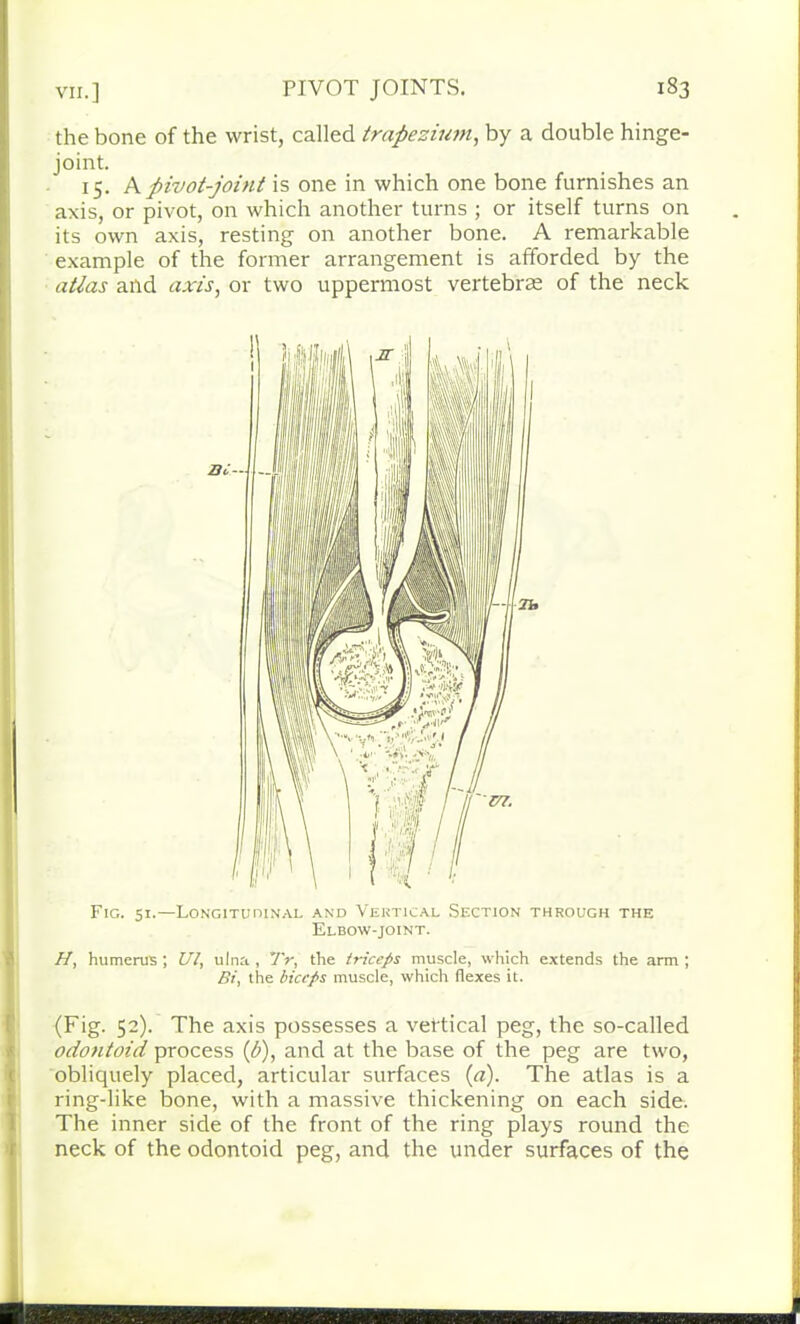 the bone of the wrist, called trapezium, by a double hinge- joint. 15. A pivot-joint is one in which one bone furnishes an axis, or pivot, on which another turns ; or itself turns on its own axis, resting on another bone. A remarkable example of the former arrangement is afforded by the atlas and axis, or two uppermost vertebrae of the neck Fig. 51.—Longitudinal and Vertical Section through the Elbow-joint. H, humerus ; Ul, ulna , 7V, the triceps muscle, which extends the arm ; Bi, the biceps muscle, which flexes it. (Fig. 52). The axis possesses a vertical peg, the so-called odontoid process (b), and at the base of the peg are two, obliquely placed, articular surfaces (a). The atlas is a ring-like bone, with a massive thickening on each side. The inner side of the front of the ring plays round the neck of the odontoid peg, and the under surfaces of the