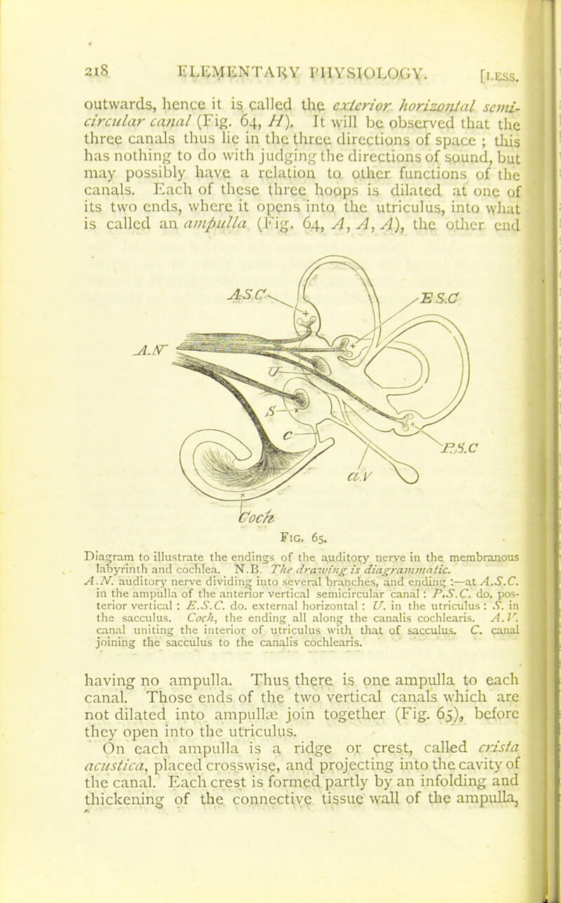 outwards, hence it is called the exterior horizontal semi- circular canal (Fig. 64, //). It will be observed that the three canals thus lie in the three directions of space ; this has nothing to do with judging the directions of sound, but may possibly have a relation to other functions of the canals. Each of these three hoops is dilated at one of its two ends, where it opens into the utriculus, into what is called an ampulla (Fig. 64, A, A, A), the other end Fig. 65. Diagram to illustrate the endings of the auditory nerve in the membranous labyrinth and cochlea. N.B. The drawing is diagrammatic. A.IT. auditory nerve dividing into several branches, and ending :—at A.S.C. in the ampulla of the anterior vertical semicircular canal : P.S.C. do. pos- terior vertical : P.S.C. do. external horizontal : U. in the utriculus: S. in the sacculus. Cock, the ending all along the canalis cochlearis. A. V. canal uniting the interior of utriculus with that of sacculus. C. canal joining the sacculus to the canalis cochlearis. having no ampulla. Thus there is one ampulla to each canal. Those ends of the two vertical canals which are not dilated into ampullae join together (Fig. 65), before they open into the utriculus. On each ampulla is a ridge or crest, called crista acustica, placed crosswise, and projecting into the cavity of the canal. Each crest is formed partly by an infolding and thickening of the connective tissue wall of the ampulla,