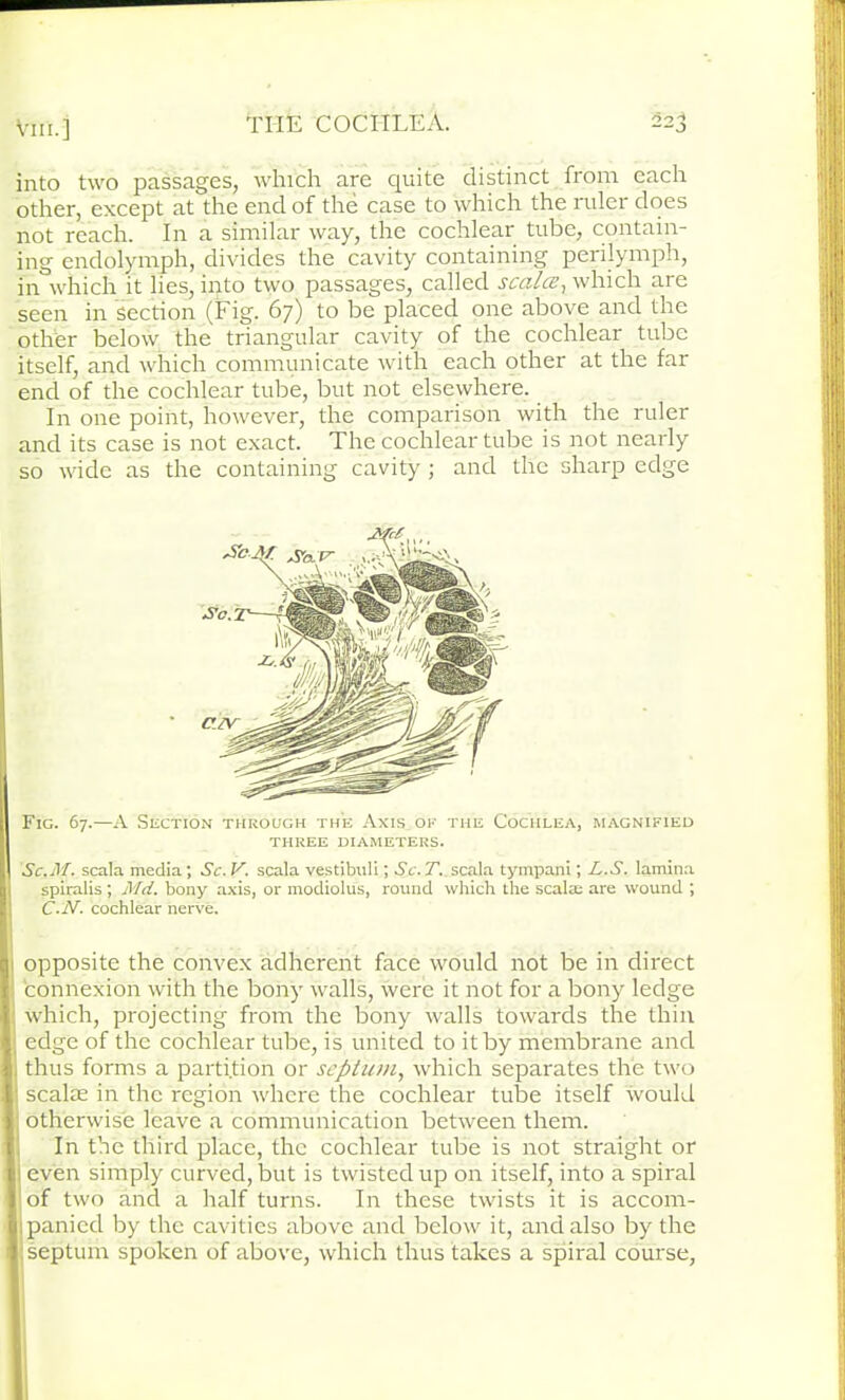 Vm.] into two passages, which are quite distinct from each other, except at the end of the case to which the ruler does not reach. In a similar way, the cochlear tube, contain- ing endolymph, divides the cavity containing perilymph, in which it lies, into two passages, called scales, which are seen in section (Fig. 67) to be placed one above and the other below the triangular cavity of the cochlear tube itself, and which communicate with each other at the far end of the cochlear tube, but not elsewhere. In one point, however, the comparison with the ruler and its case is not exact. The cochlear tube is not nearly so wide as the containing cavity; and the sharp edge I Fig. 67.—A Section through the Axis ok the Cochlea, magnified THREE DIAMETERS. Sc.M. scala media; Sc. V. scala vestibuli; Sc. T. scala tympani; L.S. lamina ■ spiralis; Md. bony axis, or modiolus, round which the scala; are wound ; I C-N. cochlear nerve. q opposite the convex adherent face would not be in direct I connexion with the bony walls, were it not for a bony ledge I which, projecting from the bony walls towards the thin I edge of the cochlear tube, is united to it by membrane and I, thus forms a partition or septum, which separates the two 1' scalse in the region where the cochlear tube itself would I otherwise leave a communication between them. 1 In the third place, the cochlear tube is not straight or n even simply curved, but is twisted up on itself, into a spiral I of two and a half turns. In these twists it is accom- j.panicd by the cavities above and below it, and also by the I septum spoken of above, which thus takes a spiral course,