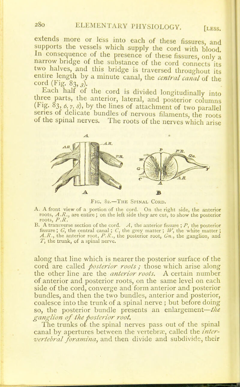 extends more or less into each of these fissures and supports the vessels which supply the cord with blood. In consequence of the presence of these fissures, only a narrow bridge of the substance of the cord connects its two halves, and this bridge is traversed throughout its entire length by a minute canal, the central canal of the cord (Fig. 83,3). Each half of the cord is divided longitudinally into three parts, the anterior, lateral, and posterior columns (I1 ig- 83, 6, 7, 8), by the lines of attachment of two parallel series of delicate bundles of nervous filaments, the roots of the spinal nerves. The roots of the nerves which arise Fig. 82.—The Spinal Cord. A. A front view of a portion of the cord. On the right side, the anterior roots, A.R., are entire ; on the left side they are cut, to show the posterior roots, P.R. B. A transverse section of the cord. A, the anterior fissure ; P, the posterior fissure; G, the central canal ; C, the grey matter ; IV, the white matter ; A.R., the anterior root, P.R., the posterior root, Gn., the ganglion, and T, the trunk, of a spinal nerve. along that line which is nearer the posterior surface of the cord are called posterior roots ; those which arise along the other line are the anterior roots. A certain number of anterior and posterior roots, on the same level on each side of the cord, converge and form anterior and posterior bundles, and then the two bundles, anterior and posterior, coalesce into the trunk of a spinal nerve ; but before doing so, the posterior bundle presents an enlargement—the ganglion of the posterior root. The trunks of the spinal nerves pass out of the spinal canal by apertures between the vertebras, called the inter- vertebral foramina, and then divide and subdivide, their