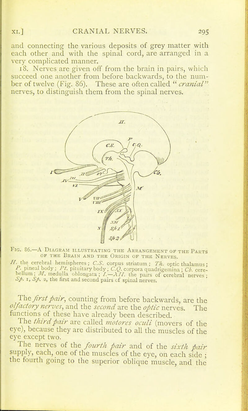and connecting the various deposits of grey matter with each other and with the spinal cord, are arranged in a very complicated manner. 18. Nerves are given off from the brain in pairs, which succeed one another from before backwards, to the num- ber of twelve (Fig. 86). These are often called “ cranial” nerves, to distinguish them from the spinal nerves. Fig. 86.—A Diagram illustrating the Arrangement of the Parts of the Brain and the Origin of the Nerves. A, the cerebral hemispheres; C.S. corpus striatum ; Th. optic thalamus; P. pineal body ; Pt. pituitary body ; C.Q. corpora quadrigemina ; Cl), cere- bellum ; M. medulla oblongata; /.—A//, the pairs of cerebral nerves; SJi. 1, S/>. 2, the first and second pairs of spinal nerves. The first pair, counting from before backwards, are the olfactory nerves, and the second are the optic nerves. The functions of these have already been described. The third pair are called vwtores ocnli (movers of the eye), because they are distributed to all the muscles of the eye except two. The nerves of the fourth pair and of the sixth pair supply, each, one of the muscles of the eye, on each side ; the fourth going to the superior oblique muscle, and the