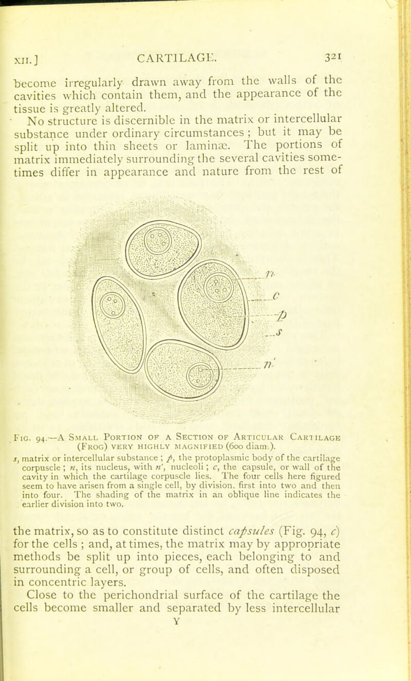 become irregularly drawn away from the walls of the cavities which contain them, and the appearance of the tissue is greatly altered. No structure is discernible in the matrix or intercellular substance under ordinary circumstances ; but it may be split up into thin sheets or laminae. The portions of matrix immediately surrounding the several cavities some- times differ in appearance and nature from the rest of Fic. 94.—A Small Portion or a Section of Articular Cart ilage (Frog) very highly magnified (600 diam.). s, matrix or intercellular substance ; /, the protoplasmic body of the cartilage corpuscle; n, its nucleus, with nucleoli; c, the capsule, or wall of the cavity in which the cartilage corpuscle lies. The four cells here figured seem to have arisen from a single cell, by division, first into two and then into four. The shading of the matrix in an oblique line indicates the earlier division into two. the matrix, so as to constitute distinct capsules (Fig. 94, c) for the cells ; and, at times, the matrix may by appropriate methods be split up into pieces, each belonging to and surrounding a cell, or group of cells, and often disposed in concentric layers. Close to the perichondrial surface of the cartilage the cells become smaller and separated by less intercellular Y