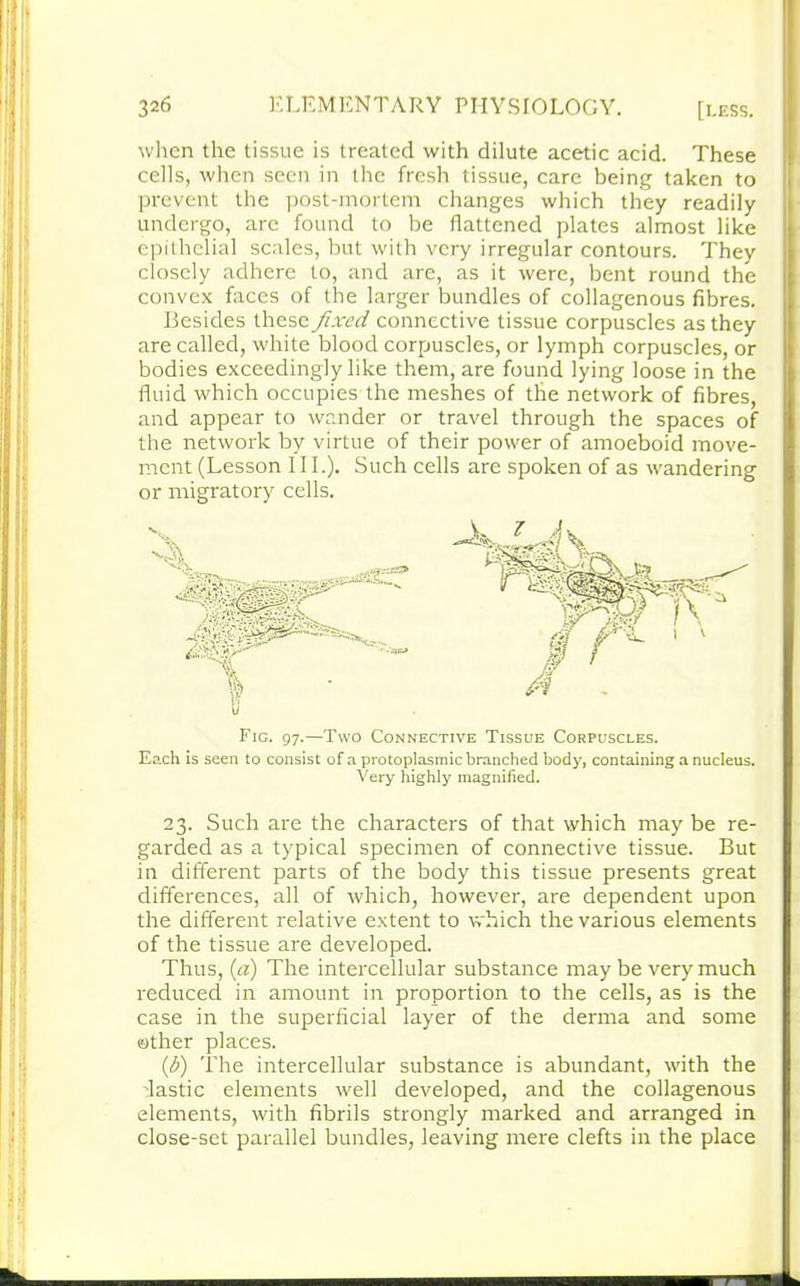 when the tissue is treated with dilute acetic acid. These cells, when seen in the fresh tissue, care being taken to prevent the post-mortem changes which they readily undergo, are found to be flattened plates almost like epithelial scales, but with very irregular contours. They closely adhere to, and are, as it were, bent round the convex faces of the larger bundles of collagenous fibres. Besides these fixed connective tissue corpuscles as they are called, white blood corpuscles, or lymph corpuscles, or bodies exceedingly like them, are found lying loose in the fluid which occupies the meshes of the network of fibres, and appear to wander or travel through the spaces of the network by virtue of their power of amoeboid move- ment (Lesson III.). Such cells are spoken of as wandering or migratory cells. Fig. 97.—Two Connective Tissue Corpuscles. Each is seen to consist of a protoplasmic branched body, containing a nucleus. Very highly magnified. 23. Such are the characters of that which may be re- garded as a typical specimen of connective tissue. But in different parts of the body this tissue presents great differences, all of which, however, are dependent upon the different relative extent to which the various elements of the tissue are developed. Thus, (a) The intercellular substance may be very much reduced in amount in proportion to the cells, as is the case in the superficial layer of the derma and some ©ther places. (b) The intercellular substance is abundant, with the dastic elements well developed, and the collagenous elements, with fibrils strongly marked and arranged in close-set parallel bundles, leaving mere clefts in the place