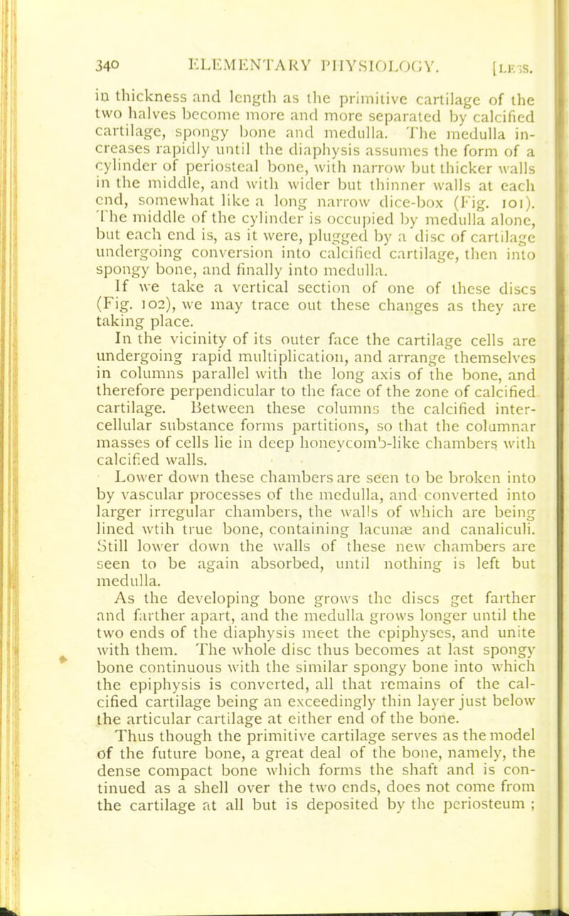 iu tliickness and length as the primitive cartilage of the two halves become more and more separated by calcified cartilage, spongy bone and medulla. The medulla in- creases rapidly until the diaphysis assumes the form of a cylinder of periosteal bone, with narrow but thicker walls in the middle, and with wider but thinner walls at each end, somewhat like a long narrow dice-box (Fig. ioi). The middle of the cylinder is occupied by medulla alone, but each end is, as it were, plugged by a disc of cartilage undergoing conversion into calcified cartilage, then into spongy bone, and finally into medulla. If we take a vertical section of one of these discs (Fig. 102), we may trace out these changes as they are taking place. In the vicinity of its outer face the cartilage cells are undergoing rapid multiplication, and arrange themselves in columns parallel with the long axis of the bone, and therefore perpendicular to the face of the zone of calcified cartilage. Between these columns the calcified inter- cellular substance forms partitions, so that the columnar masses of cells lie in deep honeycomb-like chambers with calcified walls. Lower down these chambers are seen to be broken into by vascular processes of the medulla, and converted into larger irregular chambers, the walls of which are being lined wtih true bone, containing lacunas and canaliculi. Still lower down the walls of these new chambers are seen to be again absorbed, until nothing is left but medulla. As the developing bone grows the discs get farther and farther apart, and the medulla grows longer until the two ends of the diaphysis meet the epiphyses, and unite with them. The whole disc thus becomes at last spongy bone continuous with the similar spongy bone into which the epiphysis is converted, all that remains of the cal- cified cartilage being an exceedingly thin layer just below the articular cartilage at either end of the bone. Thus though the primitive cartilage serves as the model of the future bone, a great deal of the bone, namely, the dense compact bone which forms the shaft and is con- tinued as a shell over the two ends, does not come from the cartilage at all but is deposited by the periosteum ;