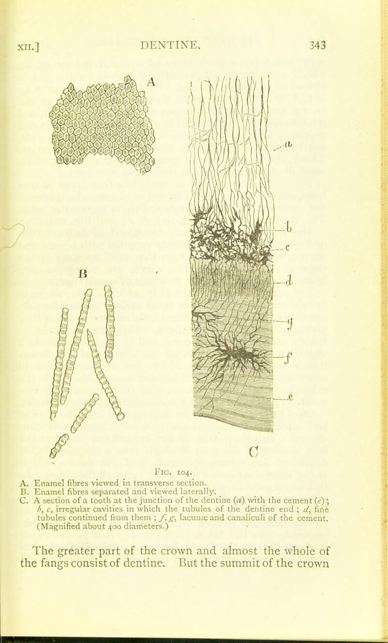 A. Enamel fibres viewed in transverse section. B. Enamel fibres separated and viewed laterally. C. A section of a tooth at the junction of the dentine (a) with the cement (?); b, c, irregular cavities in which the tubules of the dentine end ; d, fine tubules continued from them ; f, g, lacunas and canaliculi of the cement. (Magnified about 400 diameters.) The greater part of the crown and almost the whole of the fangs consist of dentine. But the summit of the crown