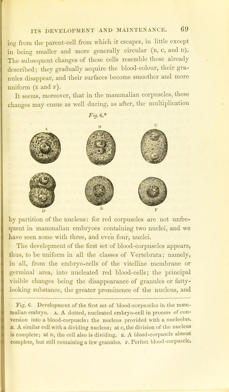 ing from the parent-cell from whicli it escapes, in little except in being smaller and more generally circular (b, c, and d). The siibsequent changes of these cells resemble those already described; they gradually acquire the blood-colour, their gra- nules disappear, and their surflices become smoother and more uniform (e and f). It seems, moreover, that in the mammalian corpuscles, these changes may ensue as well during, as after, the multiplication Fig. 6* by partition of the nucleus: for red corpuscles are not unfre- quent in mammahan embryoes containing two nuclei, and we have seen some with three, and even four, nuclei. The development of the first set of blood-corpuscles appears, thus, to be uniform in all the classes of Vertebrata; namely, in all, from the embryo-ceUs of the vitelline membrane or germinal area, into nucleated red blood-cells; the principal visible changes being the disappearance of granules or fatty- looking substance, the greater prominence of the nucleus, and Fig. 6. Development of tlie first set of blood-corpuscles in the mam- malian embryo, a. A dotted, nucleated embryo-cell in process of con- version into a blood-corpuscle: the nucleus provided with a nucleolus. B. A similar cell with a dividing nucleus; at c, the division of the nucleus is complete; at d, the cell also is dividing, e. A blood-corpuscle almost complete, but still containing a few granules, r. Perfect blood-corpuscle*