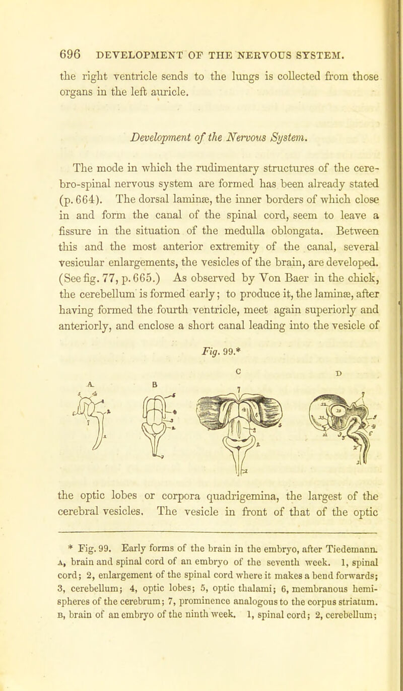 the right ventricle sends to the lungs is collected from those organs in the left auricle. Development of the Nervous Systevi. The mode in which the rudimentary structures of the cere- bro-spinal nervous system are formed has been already stated (p. 664). The dorsal laminae, the inner borders of which close in and form the canal of the spinal cord, seem to leave a fissure in the situation of the medulla oblongata. Between this and the most anterior extremity of the canal, several vesicular enlargements, the vesicles of the brain, are developed. (See fig. 77, p. 665.) As observed by Von Baer in the chick, the cerebellum is formed early; to produce it, the laminae, after having formed the fourth ventricle, meet again superiorly and anteriorly, and enclose a short canal leading into the vesicle of Fig. 99.* the optic lobes or corpora quadrigemina, the largest of the cerebral vesicles. The vesicle in front of that of the optic * Fig. 99. Early forms of the brain in the embryo, after Tiedemana A, brain and spinal cord of an embryo of the seventh week. 1, spinal cord; 2, enlai'gement of the spinal cord where it makes a bend forwards; 3, cerebellum; 4, optic lobes; 5, optic tbalami; 6, membranous hemi- spheres of the cerebrum; 7, prominence analogous to the corpus striatum. B, brain of an embryo of the ninth week. 1, spinal cord; 2, cerebellum;