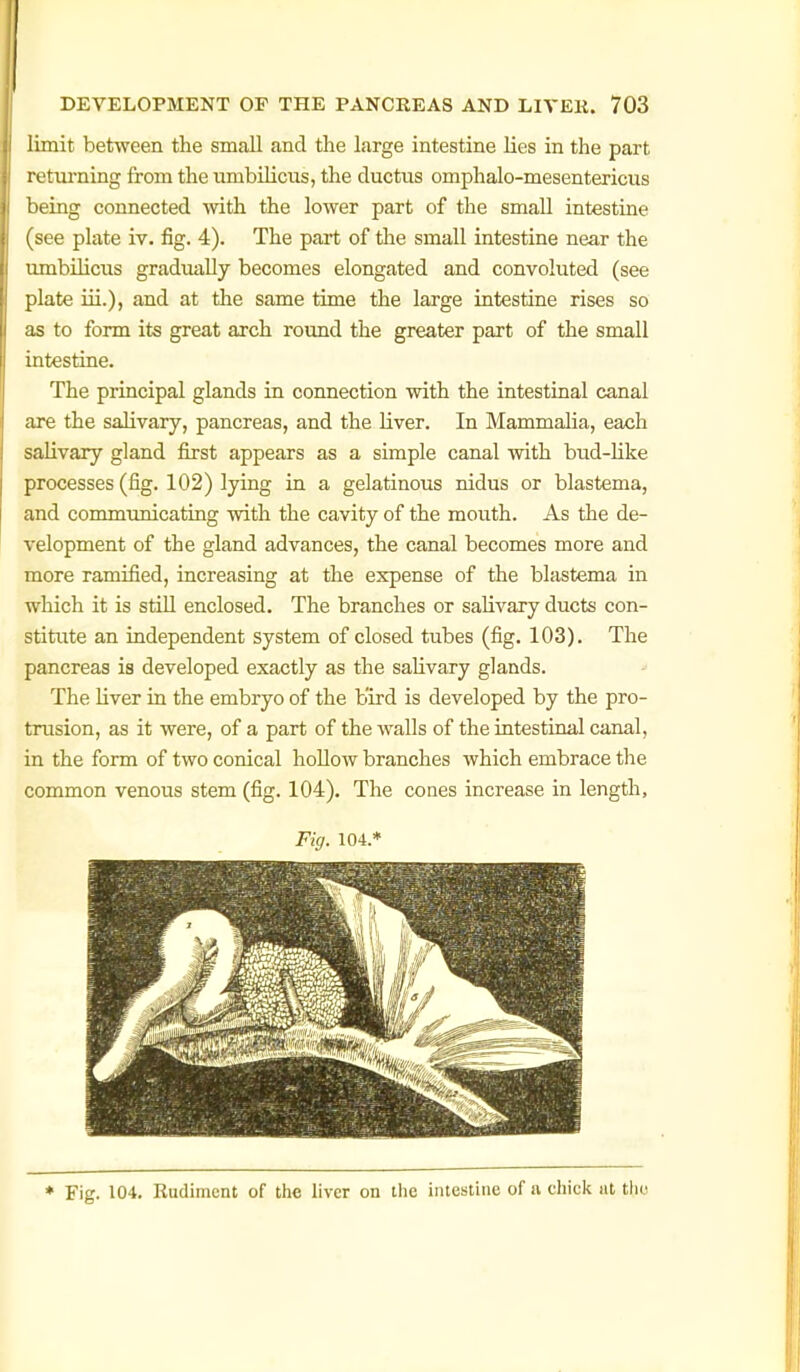 limit between the small and the large intestine lies in the part rotui'ning from the umbilicus, the ductus omphalo-mesentericus 'leing connected Avith the lower part of the smaU intestine t see plate iv. fig. 4). The part of the small intestine near the lunbilicus gradually becomes elongated and convoluted (see plate iii.), and at the same time the large intestine rises so as to form its great arch round the greater part of the small intestine. The principal glands in connection with the intestinal canal are the salivary, pancreas, and the liver. In Mammalia, each salivary gland first appears as a simple canal with bud-Hke processes (fig. 102) lying in a gelatinous nidus or blastema, and commxmicating with the cavity of the mouth. As the de- velopment of the gland advances, the canal becomes more and more ramified, increasing at the expense of the blastema in which it is stiU enclosed. The branches or salivary ducts con- stiti^te an independent system of closed tubes (fig. 103). The pancreas is developed exactly as the salivary glands. The Uver in the embryo of the b'ird is developed by the pro- trusion, as it were, of a part of the walls of the intestinal canal, in the form of two conical hollow branches which embrace the common venous stem (fig. 104). The cones increase in length. Fig. 104.* * Fig. 104. Kudiment of the liver on tlie intestine of a chick at t\w
