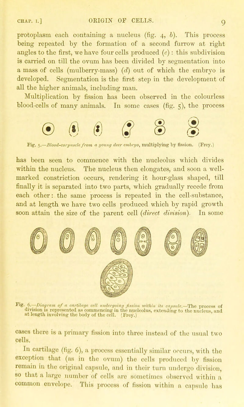 protoplasm each containing a nucleus (fig. 4, b). Tliis jDrocess being repeated by the formation of a second furrow at right angles to the first, we have four cells produced (c): this subdivision is carried on till the ovum has been divided by segmentation into a mass of cells (mulberry-mass) (d) out of which the embryo is developed. Segmentation is the first step in the development of all the higher animals, including man. Multiplication by fission has been observed in the colourless blood-cells of many animals. In some cases (fig. 5), the process Fig. 5.—lilood-coi-pimde from a young deer embr;/o, multiplying by fission. (Frey.) has been seen to commence with the nucleolus which divides within the nucleus. The nucleus then elongates, and soon a well- marked constriction occiu'S, I'endering it hour-glass shaped, till finally it is separated into two parts, which gradually recede from each other: the same process is repeated in the cell-substance, and at length we have two cells produced which by rapid growth soon attain the size of the parent cell (direct division). In some Fig. 6.—Diiii/rnm of a mrtilin/r, cell inider/jniiii/ Jinsiiiii within itn eii/iniile.—Tlie proccsH of division is represented as commencing in the nucleoluH, extending to the nucleus, and at length involving the body of the cell. (Frey.) cases there is a primary fission into three instead of tlie usual two cells. In cartilage (fig. 6), a process essentially similar opcurs, with the exception that (as in the ovum) the cells ])ro(lucerl by fission remain in the original capsule, and in tiicir turn undergo division, 80 that a large number of cells are sometimes observed within a common envelope. Tiiis i)rocess of fission within a capsule has