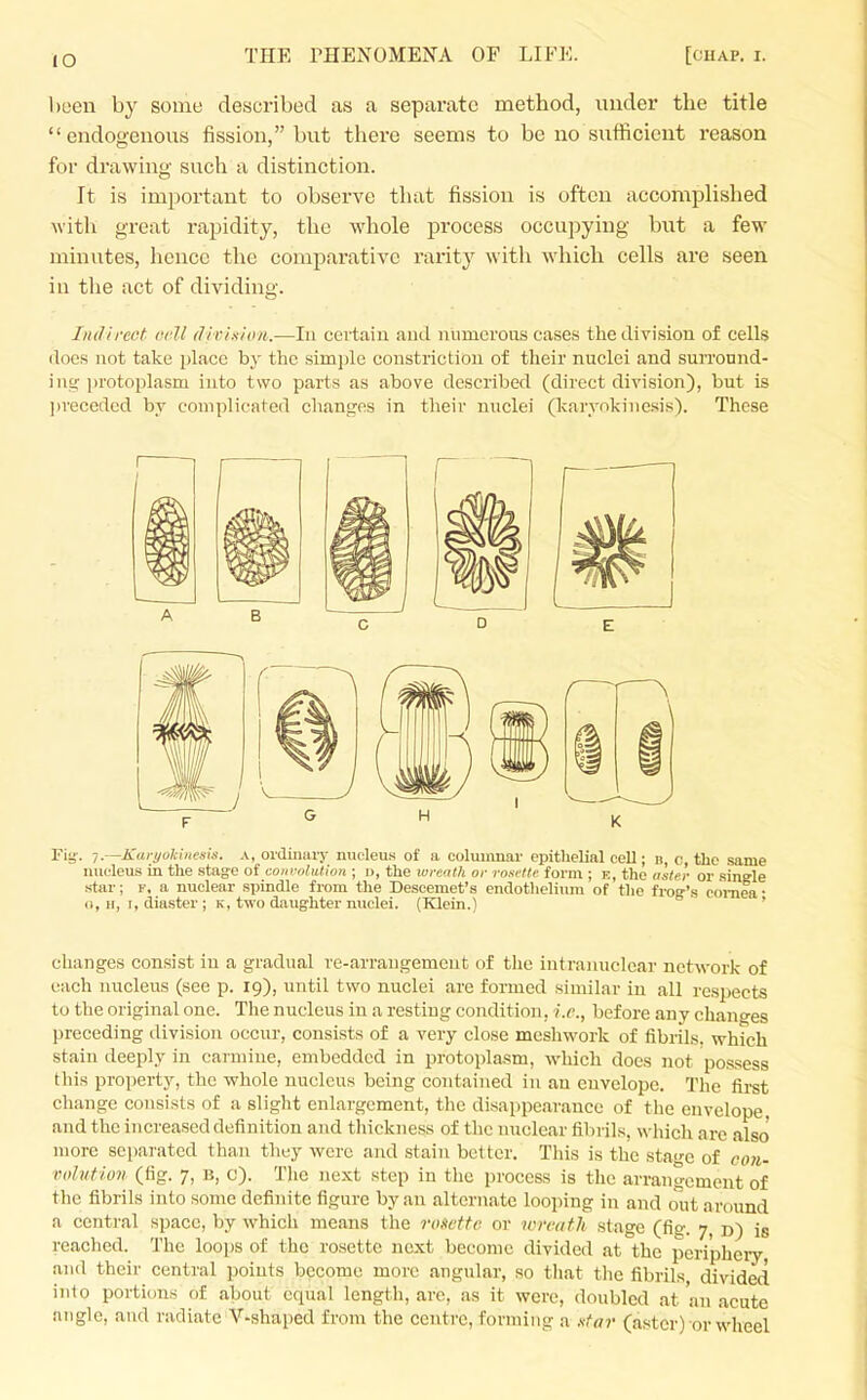 lO been by some described as a separate method, under the title endogenous fission, but there seems to be no sufficient reason for di'awing such a distinction. It is important to observe that fission is often accompUshed M'ith great rapidity, tlio whole process occupying but a few minutes, hence the comparative rarity with which cells are seen in the act of dividing. Indirect orll (licixion.—In certain and numerous cases the division of cells docs not take place by the simj)le constriction of their nuclei and surround- ing protoplasm into two parts as above described (direct division), but is preceded by complicated changes in their nuclei (karyokinesis). These riy. 7.—Karyokinesis. A, ordinaiy nucleu.s of a columnar epithelial cell; b, c, the same nuoleus in the stage of coni-filution ; \>, the wreath or rosette form ; k, the aster or single star; f, a nuclear spindle from the Beseemet's endothelium of the froo-'s C(n-nea • (1, H, I, diaster ; k, two daughter nuclei. (Klein.) ' changes consist in a gradual re-arrangement of the intranuclear network of each nucleus (see p. 19), until two nuclei are formed similar in all respects to the original one. The nucleus in a resting condition, i.e., before any changes preceding division occur, consists of a very close meshwork of fibrils, which stain deeply in carmine, embedded in protoplasm, which does not possess this property, the whole nucleus being contained in an envelope. The first change consists of a slight enlargement, the disappearance of the envelope, and the increased definition and thickness of the imclear fibrils, which arc also more separated than they were and stain better. This is the stage of con- viduf iov (fig. 7, B, e). Tlie next step in the process is the arrangement of the fibrils into some definite figure by an alternate looping in and out around a central space, by which means the roiteifc or wmtth stage (fig. 7, d) is reached. The loops of the rosette next become divided at the periphery, and their central points become more angular, so tliat the fibrils, divided iTito portions of about equal length, are, as it were, doubled at an acute angle, and radiate V-shaped from the centre, forming a .'<far (aster) or wheel