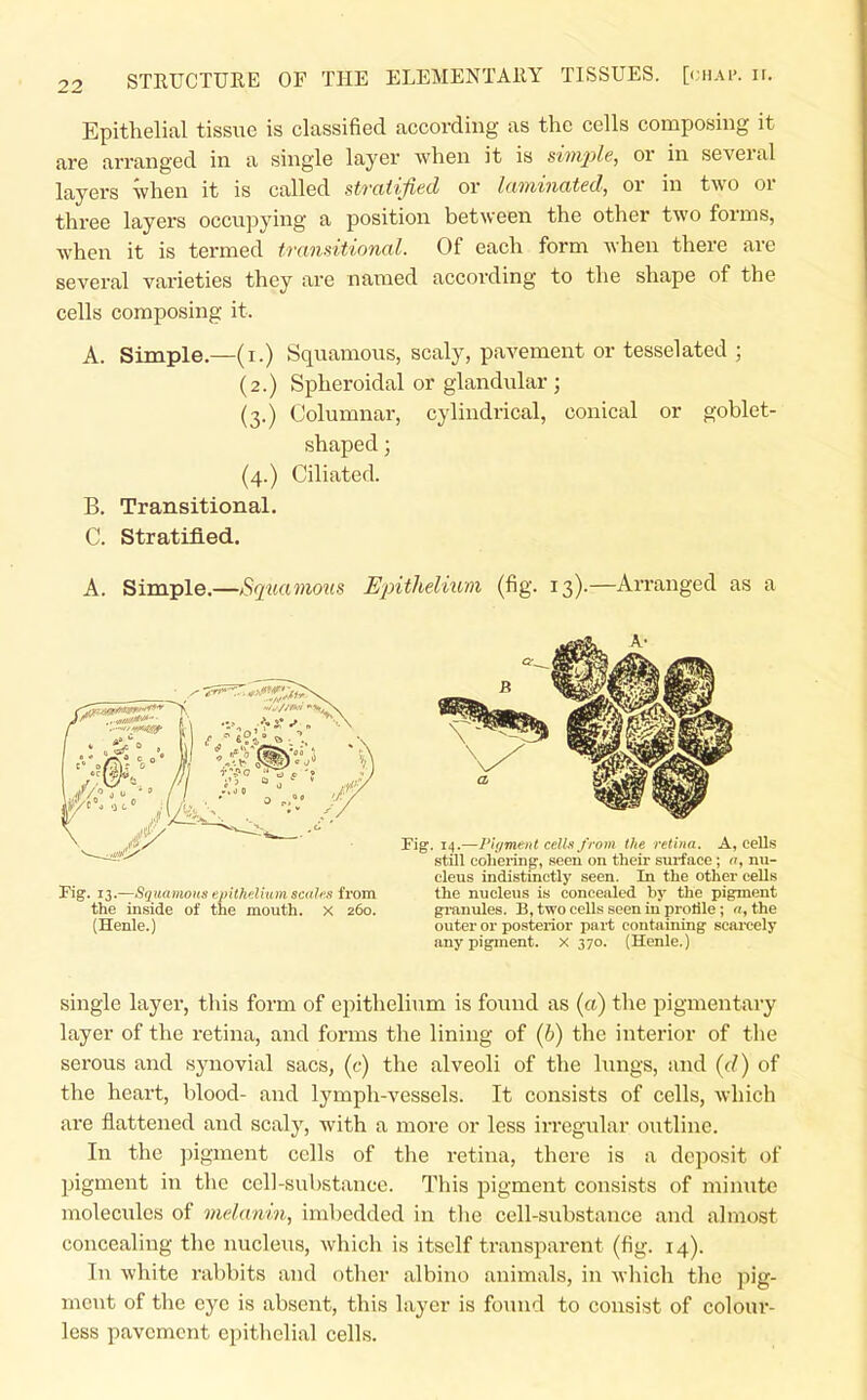 Epithelial tissue is classified according as the cells composing it are arranged in a single layer when it is simple, or in several layers when it is called stratified or laminated, or in two or three layers occupying a position between the other two forms, when it is termed transitional. Of each form when there are several varieties they are named according to the shape of the cells composing it. A. Simple.—(i.) Squamous, scaly, pavement or tesselated ; (2.) Spheroidal or glandular ; (3.) Columnar, cylindrical, conical or goblet- shaped ; (4.) Ciliated. B. Transitional. C. Stratified. A. Simple.—Squamous Epithelitim (fig. 13).—Arranged as a Fig. 13.—SquamoHs epithelium sciil'-s from the inside of the mouth, x 260. (Henle.) Fig. 14.—Pl</ment celU from the retina. A, cells still cohering, seen on their sui-face; n, nu- cleus indistinctly seen. In the other cells the nucleus is concealed by the pigment granules. B, two cells seen in protile ; «, the outer or posterior part containing scarcely any pigment, x 370. (Henle.) single layer, this form of epithelium is found as («) the pigmentary layer of the retina, and forms the lining of (h) the interior of the serous and synovial sacs, (c) the alveoli of the lungs, and {d) of the heart, blood- and lymph-vessels. It consists of cells, which are flattened and scaly, with a more or less iiregular outline. In the ])igment cells of the retina, there is a deposit of pigment in the cell-substance. This pigment consists of miimte molecules of melanin, imbedded in the cell-substance and almost concealing the nucleus, which is itself transparent (fig. 14). In white rabbits and other albino animals, in which the pig- ment of the eye is absent, this layer is found to consist of coloni-- less pavement epithelial cells.