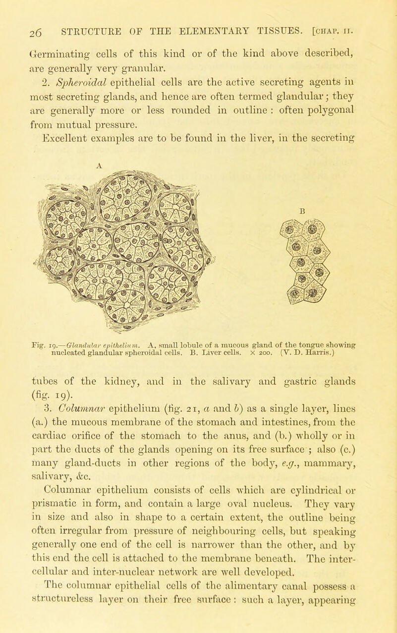 (Jevminating cells of this kind or of the kind above described, are generally very granular. 2. Spheroidal epithelial cells are the active secreting agents in most secreting glands, and hence are often termed glandular; they are generally more or less rounded in outline : often polygonal from mutual pressure. Excellent examples are to be found in the liver, in the secreting Fig. 19.—Glnndulai- epHhdhim. A. small lobule of a mucous g-land of the tongue shoT\'inf» nucleated glandular spheroidal cells. B. Liver cells, x 200. (V. D. Harris.) tubes of the kidney, ai\d in the salivary and gastric glands (fig. 19). 3. Columnar epithelium (fig. 21, a and h) as a single la3'-er, lines (a.) the mucous membrane of the stomach and intestines, from the cardiac orifice of the stomach to the anus, and (b.) wlioUy or in part the ducts of the glands opening on its free surface ; also (c.) many gland-ducts in other regions of the body, e.g., mammaiy, salivary, &c. Columnar epithelium consists of cells -which are cylindrical or j^rismatic in form, and contain a large oval nucleus. They vary in size and also in shape to a certain extent, the oixtline being often irregular from pressure of neighbouring cells, but speaking generally one end of the cell is nan-ower than the other, and by this end the cell is attached to the membrane beneath. The inter- cellular and inter-nuclear network are well developed. The columnar epithelial cells of the alimentary canal possess a structureless layer on their free surface : such a layer, appearing