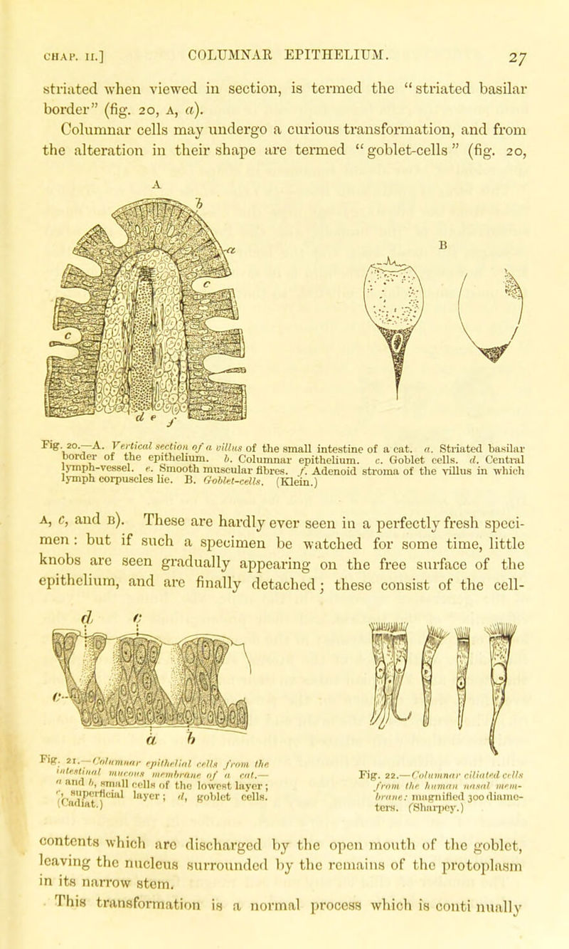 striiited when viewed in section, is termed the striated basilar border (fig. 20, a, a). Cokimnar cells may undergo a curious transformation, and from the alteration in their shape are termed goblet-cells (fig. 20, Y^'l ■ie<:t>on of a villus of the smaU intestine of a cat. a. Striated basilar border of the epithehum. b. Columnar epithelium, c. Goblet cells, d. Central Ij-mph-vessel. <: Smooth muscular fibres. Adenoid stroma of the villus in which lymph corpuscles lie. B. Gobkt-celli. (Klein.) A, c, and b). These are hardly ever seen in a perfectly fresh speci- men : but if such a specimen be watched for some time, little knobs are seen gradually appearing on the free surface of the epithelium, and are finally detached; these consist of the cell- Fiff ii. — Cntiimiiiii- i-pilhrlinl rflln from the. iiitrstiiial miimiiH niewlimiif of a mt.— and sniall cells of the lowest laver; '('f'lidiat')^*''' layer; goblet cells. Fig. 22.—Columniif ril'mti'tl cilia J'ffun tlif /nnutfu initial mnil^ hriiiiii: uiiigniHed 3oodiamc- tere. CShaiiicy.) contents which arc discharged by tlie open mouth of the goblet, leaving the nucleus surrounded by the remains of the protoplasm in its narrow stem. • This transformation is a normal process which is couti nually