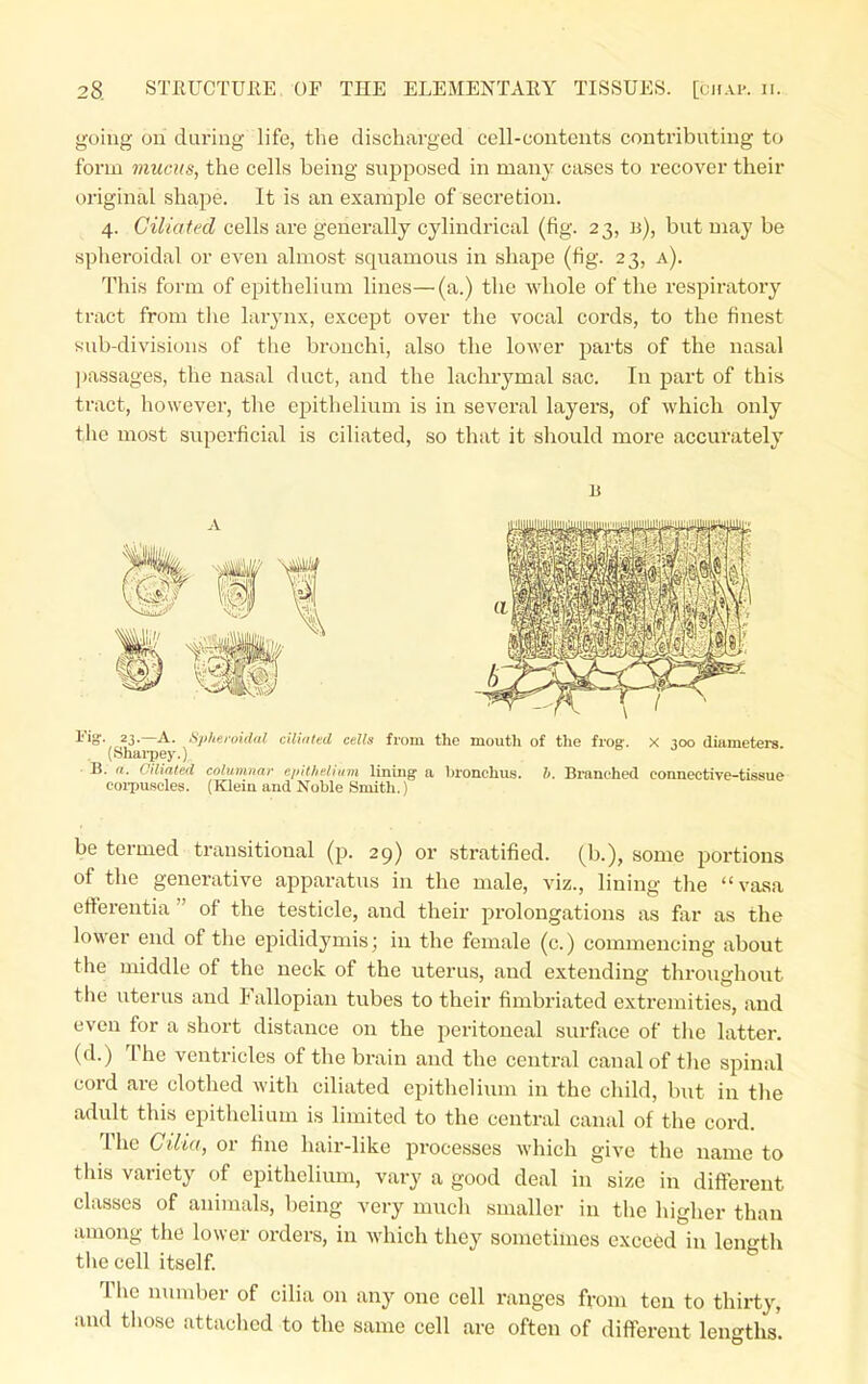 going on during life, the discharged cell-contents contributing to form mucus, the cells being supposed in many cases to recover their original shape. It is an example of secretion. 4. Ciliated cells are generally cylindrical (fig. 23, b), but may be spheroidal or even almost squamous in shape (fig. 23, a). This form of epithelium lines—(a.) the whole of the respiratory tract from the larynx, except over the vocal cords, to the finest sub-divisions of the bronchi, also the loM'er parts of the nasal ]jassages, the nasal duct, and the lacln-ymal sac. In part of this tract, however, the epithelium is in several layers, of which only the most superficial is ciliated, so that it should more accurately rig. 23.—A. Spheroidal cUialed cells from the mouth of the frog. X 300 diameters. . (Shai-pey.). ■ B. a. Ciliated columnar eiiit/ielium lining a bronchus, b. Branched connective-tissue eoipuscles. (Kleia and Noble Smith.) be termed transitional (p. 29) or stratified, (b.), some portions of the generative apparatus in the male, viz., lining the vaaa efferentia  of the testicle, and their prolongations as for as the lower end of the epididymis; in the female (c.) commencing about the middle of the neck of the uterus, and extending throughout the uterus and Fallopian tubes to their fimbriated extremities, and even for a short distance on the peritoneal surface of the latter, (d.) The ventricles of the brain and the central canal of the spinal cord are clothed with ciliated epithelium in the child, but in the adult this epithelium is limited to the central canal of the cord. The Cilia, or fine hair-like processes which give the name to this variety of epithelium, vary a good deal in size in different classes of animals, being very nmcli smaller in the higher than among the lower orders, in which they sometimes exceed in length tliecell itself. The number of cilia on any one cell ranges from ten to thirty, and those attached to the same cell are often of different lengths.