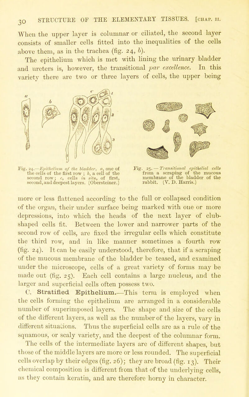 When the upper layer is columnar or ciliated, the second layer consists of smaller cells fitted into the inequalities of the cells above them, as in the trachea (fig. 24, h). The epithelium which is met with lining the urinary bladder and ureters is, however, the transitional jxir excellence. In this variety there are two or three layers of cells, the upper being more or less flattened according to the full or collapsed condition of the organ, their under surface being marked with one or more depi-essions, into which the heads of the next layer of club- shaped cells fit. Between the lower and narrower parts of the second row of cells, are fixed the irregular cells which constitute the third row, and in like manner sometimes a fourth i-ow (fig. 24). It can be easily understood, therefore, that if a scraping of the mucous membrane of the bladder be teased, and examined under the microscope, cells of a great variety of forms may be made out (fig. 25). Each cell contains a lai'ge nucleus, and the larger and superficial cells often possess two. C. Stratified Epithelium.—This terra is employed when the cells forming the epithelium are arranged in a considerable number of superimposed laj-ers. The shape and size of the cells of the different layers, as well as the number of the layers, vary in different situacions. Thus the superficial cells are as a rule of the squamous, or scaly variety, and the deepest of the columnar form. The cells of the intermediate layers arc of dift'erent shapes, but those of the middle layers arc more or less rounded. The superficial cells overlap by their edges (fig. 2 6); they are broad (fig. 13). Their chemical composition is different from that of the underlying cells, as they contain keratin, and are therefore horny in character. Fiy. 24.—lipUhnlUim of the btudihr. a, one of tlie cells of the lii-st row ; b, a cell of the second row; c, cells in situ, of first, second, and deepest layers. (Obersteiner.) Fig'. 25. — 2'ransUional epithelial cells from a scraping of the mucous membrane of the bladder of the rabbit. (V. D. Hams.)