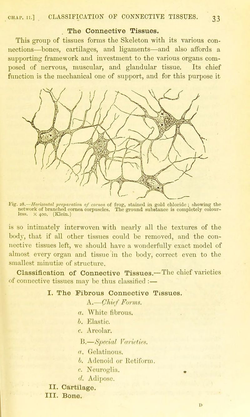 CHAP. II.] CLASSIFICATION OF CONNECTIVE TISSUES. The Connective Tissues. This group of tissues forms the Skeleton with its various con- nections—bones, cartilages, and ligaments—and also affords a supporting framework and investment to the various organs com- posed of nervous, muscular, and glandular tissue. Its chief function is the mechanical one of support, and for this purpose it Fig. 28.—Horizontal preparation of cornea of fi'og, staiued in gold chloride ; showing the network of branched cornea corpuscles. The ground substance is completely colour- less. X 400. (Klein.) is so intimately interwoven with nearly all the textures of the body, that if all other tissues could be removed, and the con- nective tissues left, we should have a wonderfully exact model of almost every organ and tissue in the body, correct even to the smallest minutia; of structure. Classification of Connective Tissues.— The chief varieties of connective tissues may be thus classified :— I. The Fibrous Connective Tissues. A.—Chief Forms, a. White fibrous. h. pjlastic. c. Areolar. B.—Special Varieties. a. Gelatinous. b. Adenoid or Retiform. c. Neuroglia. , Adipose. II. Cartilage.