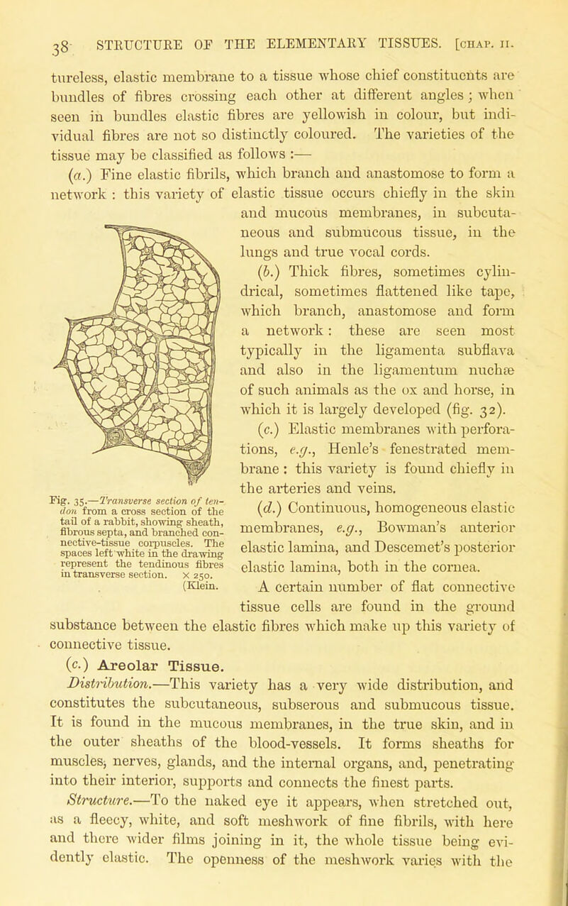 tiireless, elastic membrane to a tissue whose chief constituents are bundles of fibres crossing each other at different angles; when seen in bundles elastic fibres are yellowish in colour, but indi- vidual fibi'es are not so distinctly coloured. The varieties of the tissue may be classified as follows :— (a.) Fine elastic fibrils, which branch and anastomose to form a network : this variety of elastic tissue occurs chiefly in the skin and mucous membranes, in subcuta- neous and submucous tissue, in the lungs and true vocal cords. (6.) Thick fibres, sometimes cylin- drical, sometimes flattened like tape, which branch, anastomose and form a network: these are seen most typically in the ligamenta subflava and also in the ligamentum nuchte of such animals as the ox and horse, in which it is largely developed (fig. 32). (c.) Elastic membranes with perfora- tions, e.ff., Henle's fenestrated mem- brane : this variety is found chiefly in the arteries and veins. (cZ.) Continuous, homogeneous elastic membranes, e.c/., Bowman's anterior elastic lamina, and Descemet's posterior elastic lamina, both in the cornea. A certain number of flat connective tissue cells are found in the ground substance between the elastic fibres which make up this variety of connective tissue. (c.) Areolar Tissue. Distribution.—This variety has a very wide distribution, and constitutes the subcutaneous, subserous and submucous tissue. It is found in the mucous membranes, in the true skin, and in the outer sheaths of the blood-vessels. It forms sheaths for musclesj nerves, glands, and the internal organs, and, penetrating into then- interior, supports and connects the finest parts. Structitre.—To the naked eye it appears, when stretched out, as a fleecy, white, and soft meshwork of fine fibrils, with here and there Avider films joining in it, the M-hole tissue being evi- dently elastic. The openness of the meshwork vaiies with the ^S- 35-—Transverse section of ten- don from a cross section of the tail of a rabbit, showing sheath, fibrous septa, and branched con- nective-tissue corpuscles. The spaces left white in the drawing represent the tendinous fibres in transverse section, x 250. (Klein.