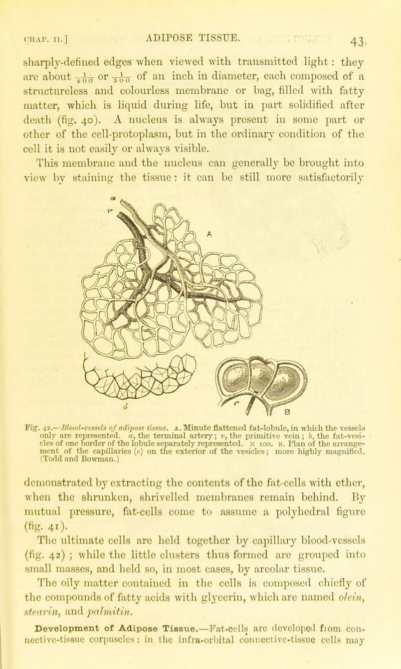 shai-ply-dcfined edges when viewed with transmitted light: they are about ^i^- or -g^^ of an inch in diametei', each composed of a structureless and colourless membrane or bag, filled with fatty matter, which is liquid during life, but in part solidified after death (fig. 40). A nucleus is always present in some part or other of the cell-protoplasm, but in the ordinary condition of the cell it is not easily or always visible. This membrane and the nucleus can generally be brought into view by staining the tissue: it can be still moi-e satisfactorily Fig. 42.—Blood-vessels of adipose tissue. A. Minute flattened fat-lobule, in whicli the vessels only are represented. «, the terminal artery; v, the primitive vein ; b, the fat-vesi- cles of one border of the lobule separately represented, x 100. d. Plan of the ari-ange- mcnt of the capillaries (c) on the exterior of the vesicles; more highly magnified. (Todd and Bowman.) demonstrated by extracting the contents of the fat-cells with ether, when the shrunken, shrivelled membi'anes remain behind. By mutual pressure, fat-cells come to assume a polyhedral figure (fig. 41). The ultimate cells are held together by capillarj'^ blood-vessels (fig. 42) ; while the little clusters thus formed are grouped into small masses, and held so, in most cases, by areolar tissue. The oily matter contained in the cells is composed chiefly of the compounds of fatty acids with glycerin, which are named olein, stearin, and palviitin. Development of Adipose Tissue.—Fat-cells arc dcvclopecl from con- nective-tissue cori)Usclcs : in the infra-orbital connectivc-lissiic cells may
