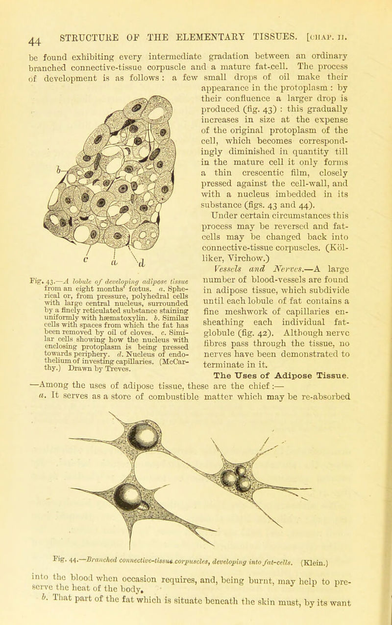 be found exhibiting every intermediate gradation between an ordinary branched connective-tissue corpuscle and a mature fat-cell. The process of development is as follows: a few small drops of oil make their appearance in the protoplasm : by their confluence a larger drop is produced (fig. 43) : this gradually increases in size at the expense of the original protoplasm of the cell, which becomes correspond- ingly diminished iu quantity till in the mature cell it only forms a thin crescentic film, closely pressed against the cell-wall, and with a nucleus imbedded in its substance (figs. 43 and 44). Under certain circumstances this process may be reversed and fat- cells may be changed back into connective-tissue corpuscles. (K61- liker, Virchow.) Vessels and Kcvvcs.—A large Fifr. 43.—.1 lohuie of developing adipose tissue number of blood-vessels are found in adipose tissue, which subdivide until each lobule of fat contains a fine meshwork of capillaries en- sheathing each individual fat- globule (fig. 42). Although nerve fibres pass through the tissue, no nerves have been demonstrated to terminate in it. > 43.—A lobule of developing adipose tissue from an eight months' foetus, n. Sphe- rical or, from pressure, polyhedral cells with large central nucleus, suiTounded by a finely reticulated substance staining uniformly with hsematoxylin. b. Similar cells with spaces from which the fat has been removed by oil of cloves, c. Simi- lar cells shomng how the nucleus with enclosing protoplasm is being pressed towards peripherj-. d. Nucleus of endo- thelium of investmg capillaries. (McCar- thy.) Drawn by Ti-eves. The TTses of Adipose Tissue. —Among the uses of adipose tissue, these are the chief:— a. It serves as a store of combustible matter which may be re-absorbed Pig. ^^.—Sraiiched connective-tissut corpuscles, developing into fnt-cells. (Klein.) into the blood when occasion requires, and, being burnt, may help to pre- serve the heat of the body, ' J t I h. That part of the fat wliich is situate beneath the skin must, by its want