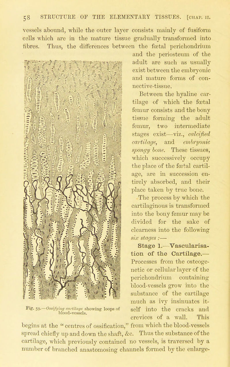 vessels abound, while the outer layei* consists mainly of fusiform cells which are in the mature tissue gradually transformed into fibres. Thus, the differences between the foetal perichondriimi and the periosteum of the adult are such as usually exist between the embryonic and mature fomis of con- nective-tissue. Between the hyaline car- tilage of which the foetal femur consists and the bony tissue forming the adult femur, two intermediate stages exist—viz., calcified cartilage, and embryonic spongy hone. These tissues, which successively occupy the place of the foatal cartil- age, are in succession en- tirely absorbed, and their place taken by true bone. The process by which the cartilaginous is transformed into the bony femur may be divided for the sake of clearness into the following six stages :— Stage 1.—Vascularisa- tion of the Cartilage.— Processes from the osteoge- netic or cellular layer of the perichondrium containing blood-vessels grow into the substance of the cartilage much as ivy insinuates it- self into the cracks and crevices of a wall. This begins at the  centres of ossification, from which the blood-vessels spread chiefly up and down the shaft, &c. Thus the substance of the cai-tilagc, which previously contained no vessels, is traversed by a number of branched anastomosing channels formed by the enlai-ge- Fig'- S9-—0ssi/i/mg mHilnge showing loops of blood-vessels.