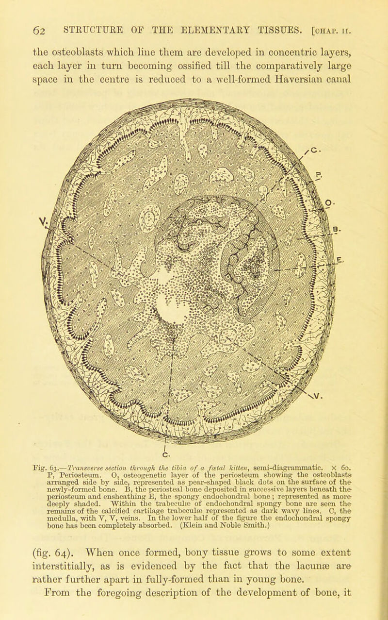 the osteoblasts which Hue them are developed in concentric layers, each layer in turn becoming ossified till the comparatively large space in the centre is reduced to a well-formed Haversian canal I c. rig. 63.—Transverse section thrnugh the tibia of a fietal kitten, semi-diagrammatic. X 60. P, Periosteum. O, ostcogenetic layer of the periosteum s)iowing' the osteoblasts arranged side by side, represented as pear-shaped black dots on the surface of the newly-formed bone. B, the periosteal bone deposited in successive layers beneath the- periosteimi and ensheathing E, the spongy endocliondral bone ; represented as more- deeply shaded. Within the trabeculje of endochondral spongy bone are seen the remains of the calcified cartilage tnvbeculHj represented as dark wavy linos. C, the medulla, with V, V, veins. In the lower half of the figure the endochondral spongy bone has been completely absorbed. (Klein and Noble Bmith.) (fig. 64). When once formed, bony tissue grows to some extent interstitially, as is evidenced by the fact that the lacunae ai*e rather further apart in fully-formed than in young bone. From the foregoing description of the development of bone, it