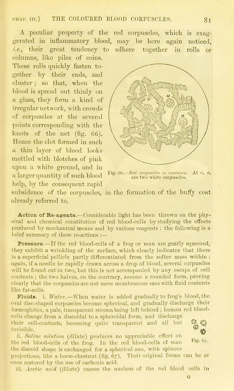 A peculiar property of tlie red corpuscles, -which is exag- gerated in inflammatory blood, may be here again noticed, i.e., their great tendency to adhere together in rolls or columns, like piles of coins. These rolls quickly fasten to- gether by their ends, and cluster; so that, when the blood is spread out thinly on n glass, they form a kind of irregular network, with crowds of corpuscles at the several points con-esponding with the knots of the net (fig. 66). Hence the clot formed in such u thin layer of blood looks mottled with blotches of pink Tipon a white ground, and in a larger quantity of such blood help, by the consequent rapid subsidence of the corpuscles, already referred to. Fig. 66.- -lied corpuscles in rouleaux. At are two wliite corpuscles. in the formation of the bufFy coat Action of Ke-agreuts.—Considerable light has been thrown on the phy- sical and chemical constitution of red blood-cells by studying the eifects produced by mechanical means and by various reagents : the following is a brief summary of these re-actions :— Pressure.—If the red blood-cells of a frog or man are gently squeezed, Ihey exhibit a wj inkling of the surface, which clearly indicates that there is a superficial pellicle partly differentiated from the softer mass within ; ngain, if a needle be rapidly drawn across a drop of blood, several corpuscles will be found cut in two, but this is not accompanied by any escape of cell <'ontents ; the two halves, on the contrary, assume a rounded form, proving clearly that the corpuscles are not mere membranous sacs with fluid contents like fat-cells. Fluids, i. Water.—When water is added gradually to frog's blood, the oval disc-shaped corpuscles become splierical, and gradually discharge their liicmoglobin, a pale, transparent stroma being left behind ; human red blood- <!q11s change from a di.scoidal to a spheroidal form, and discharge their cell-contents, becoming (juite transparent and all but iiivisiVjle. ii. Saline nolutiini (dilute) produces no appreciable effect on the red blood-cells of the frog. In the red blood-cells of man the discoid shape is exchanged for a sphcri(!al one, with spinous ])rojections, like a horse-chestnut (fig. 67). Their original forms can be at once restored by the use of carbonic acid. iii. Acetic acid (dilute) causes the inicleus of tlic red blood cells in Figr. 67.