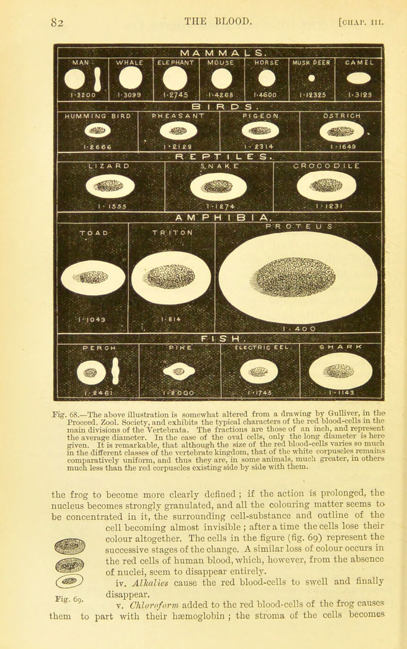 Pigr. 68.—The above illustration is somewhat altered from a drawing by Gulliver, in the Proceed. Zool. Society, and exhibits the tjTpical charactera of the red blood-cells in the main divisions of the Vertebrata. The fractions are those of an inch, and rejn-esent the average diameter. In the case of the oval cells, only the lousr diameter is hei-c- given. It is remarkable, that although the size of the red blood-cells varies so much in the different classes of the vertebmte kmgdom, that of the white corpuscles i-emaiu.s comparatively unifoi-m, and thus they are, in some animals, much gi-eater, in othei-s much less than the red corpuscles existing side by side mth them. the frog to become more clearly defined ; if the action is prolonged, the nucleus becomes strongly granulated, and all the colouring matter seems to be concentrated in it, the surrounding cell-substance and outline of the cell becoming almost invisible ; after a time the cells lose their colour altogether. The cells in the figure (fig. 69) represent the successive stages of the change. A similar loss of colour occurs in the red cells of human blood, which, however, from the absence of nuclei, seem to disappear entirely, iv. Allmlies cause the red blood-cells to swell and finally p. g disappear. ^' V. Chloroform added to the red blood-cells of the frog causes them to part with their haemoglobin ; the stroma of the cells becomes