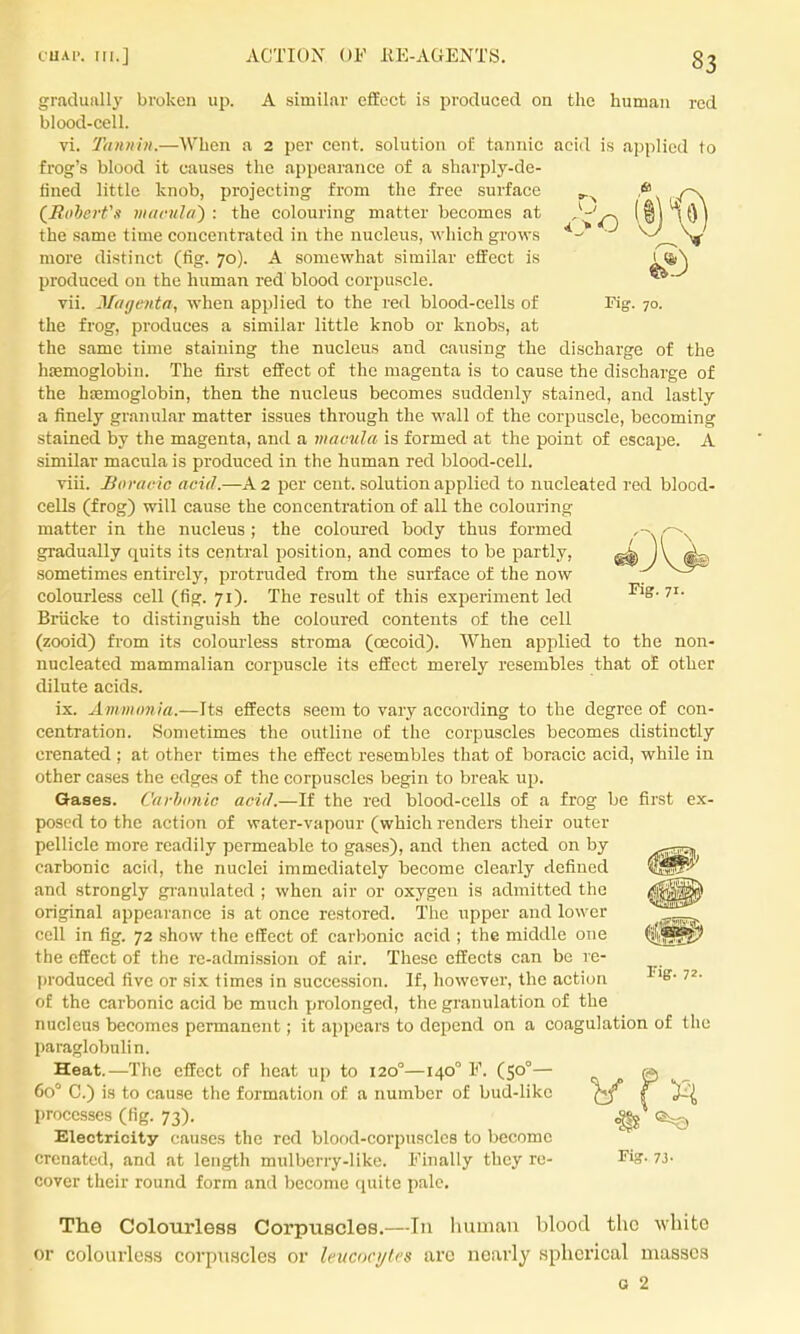 gradually broken up. A similar effect is ijroduced on the human red blood-cell. vi. Tannin.—When a 2 per cent, solution of tannic acid is applied to frog's blood it causes the appearance of a sharply-de- lined little knob, projecting from the free surface * (^Boherfs macula^: the colouring matter becomes at -^'/~) (^)*iO) the same time concentrated in the nucleus, which grows ^^^ more distinct (fig. 70). A somewhat similar effect is produced on the human red blood corpuscle. *^ vii. Mcifjentft, when applied to the red blood-cells of rig. 70. the frog, produces a similar little knob or knobs, at the same time staining the nucleus and causing the discharge of the hemoglobin. The first effect of the magenta is to cause the discharge of the heemoglobin, then the nucleus becomes suddenly stained, and lastly a finely granular matter issues through the wall of the corpuscle, becoming stained by the magenta, and a macula is formed at the point of eseajje. A similar macula is produced in the human red blood-cell. viii. Boracic acid.—A 2 per cent, solution applied to nucleated red blood- cells (frog) will cause the concentration of all the colouring matter in the nucleus; the coloured body thus formed ''m'^n gradually quits its central position, and comes to be partly, J V sometimes entirely, protruded from the surface of the now V3^ colourless cell (fig. 71). The result of this experiment led Briicke to distinguish the coloured contents of the cell (zooid) from its colourless stroma (oecoid). When applied to the non- nucleated mammalian corpuscle its effect merely resembles that oE other dilute acids. ix. Ammonia.—Its effects seem to vary according to the degree of con- centration. Sometimes the outline of the corpuscles becomes distinctly erenated ; at other times the effect resembles that of boracic acid, while in other cases the edges of the corpuscles begin to break up. Gases. Carhonic acid.—If the red blood-cells of a frog be first ex- posed to the action of water-vapour (which renders their outer pellicle more readily permeable to gases), and then acted on by carbonic acid, the nuclei immediately become clearly defined and strongly gi-anulated ; when air or oxygen is admitted the original appearance is at once restored. The upper and lower cell in fig. 72 show the effect of carbonic acid ; the middle one the effect of the re-admission of air. These effects can be re- l)roduced five or six times in succession. If, however, the action of the carbonic acid be much prolonged, the granulation of the nucleus becomes permanent; it appears to depend on a coagulation of the paraglobulin. Heat.—The effect of heat up to 120°—140° F. (50°— @ ^ 60 C.) is to cause the formation of a number of bud-like Y processes (fig. 73). e^, Electricity causes the red blood-eorpuscles to become erenated, and at length mulberry-like. Finally they re- ^'iff- 7J- cover their round form and become quite pale. The Colourless Corpuscles.—Tn human blood the white or colourless corpuscles or leuamjU's arc nearly spherical masses a 2