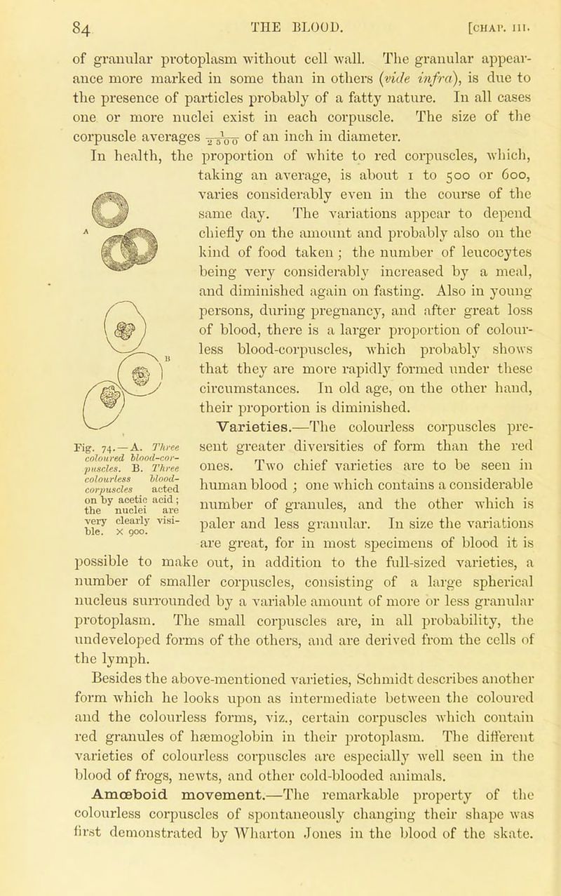 of granular protoplasm without cell wall. The gi-anular appear- ance more marked in some than in others {vide infra), is clue to the presence of particles probably of a fatty nature. In all cases one or more nuclei exist in each corpuscle. The size of the corpuscle averages -^sVo of innh. in diameter. In health, the proportion of white to red corpuscles, which, taking an average, is about i to 500 or 600, varies considerably even in the course of the same day. The variations appear to depend chiefly on the amount and probably also on the kind of food taken ; the number of leucocytes being very considerably increased by a meal, and diminished again on fasting. Also in young persons, during pregnancy, and after great loss of blood, there is a larger proportion of colour- less blood-corpuscles, which prol^abh' shows that they are more rapidly formed imder these circumstances. In old age, on the other hand, their proportion is diminished. Varieties.—The colourless corpuscles pre- sent greater diversities of form than the red ones. Two chief varieties are to be seen in human blood ; one which contains a considerable number of granules, and the other which is paler and less granular. In size the variations are great, for in most specimens of blood it is possible to make out, in addition to the full-sized varieties, a number of smaller corpuscles, consisting of a large spherical nucleus surrounded by a variable amount of more or less granular protoplasm. The small corpuscles are, in all probability, the undeveloped forms of the others, and are derived from the cells of the lymph. Besides the above-mentioned varieties, Schmidt describes another form which he looks upon as intermediate between tlie coloured and the colourless forms, viz., certain corpuscles which contain red granules of hsemoglobin in their protoplasm. The different varieties of colourless corpuscles are especially well seen in the blood of frogs, newts, and other cold-blooded animals. Amoeboid movement.—The remarkable property of tlie colourless corpuscles of spontaneously changing their shape was first demonstrated by Wharton Jones in the blood of the skate. Fig. 74. —A. Thi-ee coloured btood-cor- pii.scles, B. l^hi'fe colourless Mond- corjmscles acted on by acetic acid; the nuclei are very clearly visi- ble. X 900.