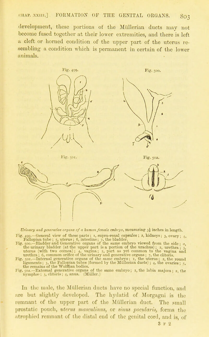 development, these portions ot the Miillerian ducts may not become fused togetlier at their lower extremities, and there is left a cleft or horned condition of the upper part of the uterus re- sembling a condition which is permanent in certain of the lower animals. Fig. 4Q9- Fig. 500. Urinary and generative organs n/ a human female enibryo, measuring 3i inches iu length. Fig. 490.—General view of these parts ; i, supra-renal capsules ; 2, Iddneys ; 3, ovary ; |, Fallopian tube ; 5, uterus ; 6, intestine; 7, the bladder. Fig. 500.—Bladder and Generative organs of the same embryo viewed from t)ie side ; ti, the urinai-y bladder (at the upper part is a portion of the lu-achus) ; 2, uretlira ; 3I utenis (with two comea) ; 4, vagina; 5, part as yet common to the vagina and urethra ; 6, common orifice of tlie urinary and generative organs ; 7, the clitoris. Fig. SOI.—Intenial generative organs of the same embiyo; i, the utenis ; 2, tlic round ligaments; 3, the Fallopian tubes (formed by the Miillerian ducts) ; 4, the ovaries ; 5, the remains of the Wolffian bodies. Iig. 502.—External generative organs of the same embryo; i, the labia majoia; 2, the iiymplup ; 3, clitoris ; 4, anus. (Miiller.) In the male, the Miillerian ducts have no special function, and are but slightly developed. The hydatid of Morgagui is the remnant of the upper part of the Miillerian duct. The pmall prostatic pouch, uterus mascuiinns, or sinus pocularis, forms the atrophied remnant of the distal end of the genital cord, and is, of 3 F 2