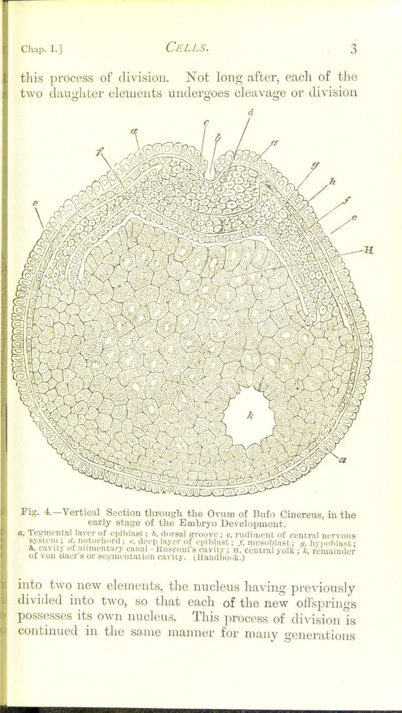 this process of division. Not long after, each of the two clangliter elements undei-goes cleavage or division Fig. 4.—Vertical Section tbrougli the Ovum of Bufo Cinereus, in the early stage of tlie Embryo Development. o, Tegmental layer of ei)il)l;ist; 6. dorsal groove; c, rudiment of central nervous sysleni; notocbord ; f, deep layer of epiblast; /, luesoblast: a, bviioblast: ft, cavity of alimentary canal - Rupconi's cavity ; ii, central yolk : k, remainder of vou baer s or segjueutation cavity. (Handbook.) into two new elements, the nucleus having previously- divided into two, so that each of the new offsprings possesses its ow-n nucleus. This process of division is continued in the same manner for many generations