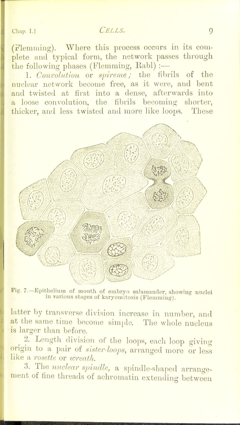 (Flemiuiiig). Where this process occurs in its com- plete and typical form, the network passes through the following phases (Flemming, Rabl) :— 1. Convolutiou or spireme; the fiVirils of the nuclear network become free, as it were, and bent and twisted at first into a dense, afterwards into a loose convolution, the fibrils becoming shorter, thicker, and less twisted and more like loops. These y ,1 . / Fig. 7.—Epithelium of mouth of embryo salamander, showing nuclei in various stages of karyomitosis (Flemming). latter by transverse division increase in number, and at the same time become simple. The whole nucleus is larger than before. 2. Length division of the loops, each loop giving origin to a pair of sister-loops, arranged more or less like a rosette or wreatJi. 3. The nuclear spindle, a spindle-shaped arrange- ment of fine threads of achromatin extending between