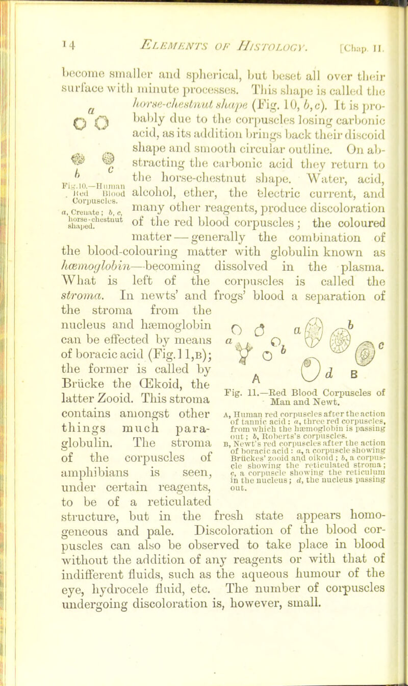 [Ch.-ip II become smaller and spherical, but beset all over their surface with laiuute proceKses. This shape is called the lurmi-duintnut sliape (I'ig. 10, 6,c). It is \m>- bal)ly due to the corjmscles losing carljouii; acid, as its addition brings back their discoid shape and smooth circular outline. On al)- stracting the carbonic acid they return to the horse-chestnut sliape. Water, acid, alcohol, ether, the 'electric current, and many other reagents, produce discoloration of the red blood coi'puscles; the coloured matter—^ generally the combination of the blood-colouring matter with globulin known as hcemoi/lobin—becoming dissolved in the plasma. What is left of the corpuscles stroma. In newts' and frogs' blood the stroma from the a o o h ^ Fi;,'.IO.—Uiun.-iii . Jletl Uliiod CorpusclcB. a, Creu:ite ; b, c, liorse-chcatimt sli.'ipcd. is called the a separation of O d a things globulin, of the nucleus and haemoglobin can be effected by means of boi'acic acid (Fig.l 1,b); the former is called by Briicke the Qilkoid, the latter Zooid. This stroma contains amongst other much para- The stroma corpuscles of amphibians is seen, under certain reagents, to be of a reticulated structure, but in the fresh state geneous and pale. Discoloration of puscles can also be observed to take without the addition of any reagents or with that of indiffei-ent fluids, such as the aqueous humour of the eye, hydrocele fluid, etc. The number of corpuscles undergoing discoloration is, however, small. A Fig. 11.—Bed Blood Corpuscles of Man and Newt. A, Human red rorpiisrles after the action of tannic acid : «, three red corpuscles, from which the hoamoglobin is passing out; b, Roberts's corpuscles. D, Newt's red corpuscles after the action of linracic acid : a, a corpuscle showing Briickes' zooid and oikoid ; b, a corpus- cle showing the reticulated stroma; c, a corpuscle showing the reticulum in the nucleus; d, the uucleus passing out. appears homo- the blood cor- place in blood