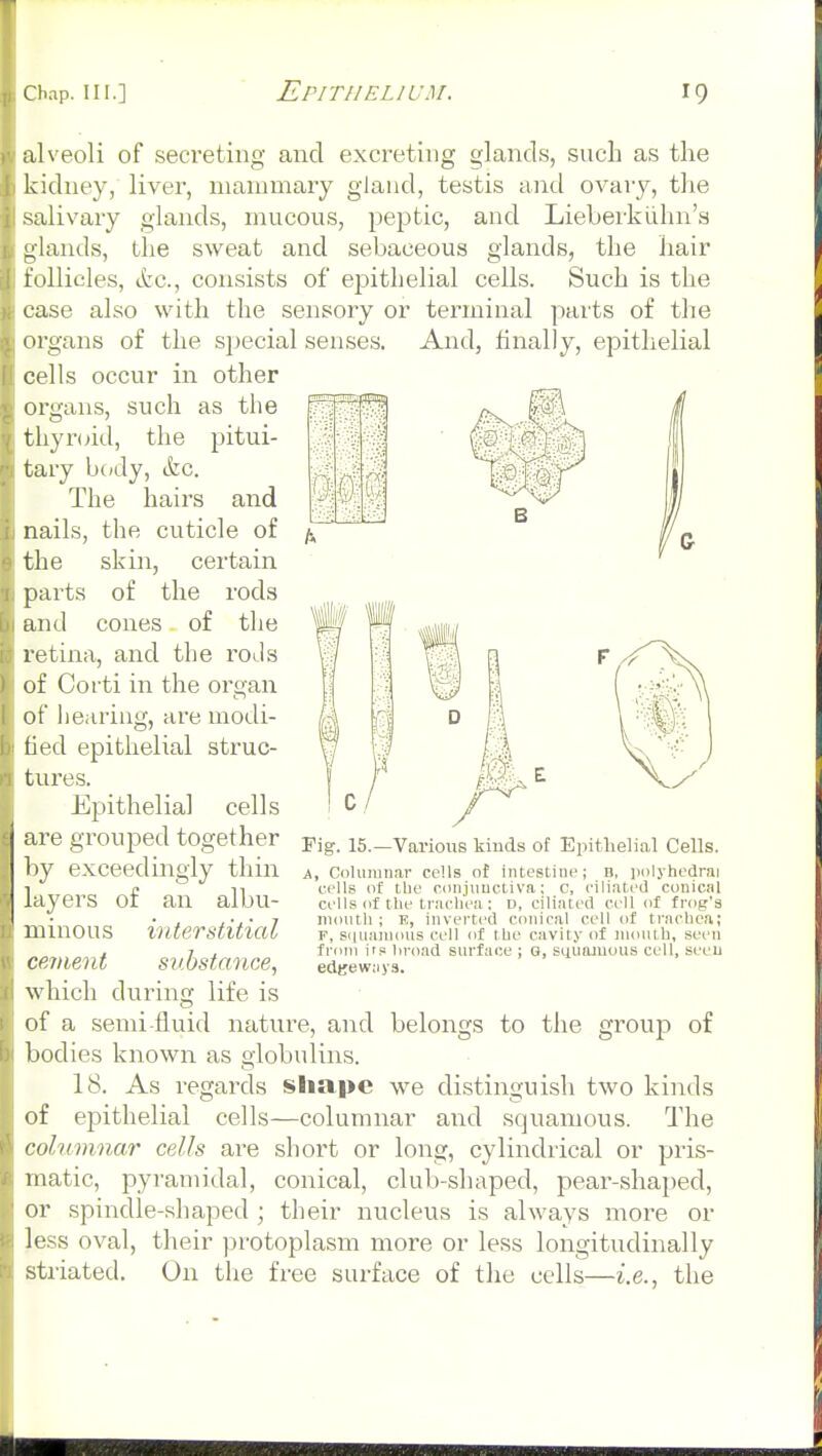 alveoli of secreting and excreting glands, such as the kidney, liver, mammary giaud, testis and ovaiy, the salivary glands, mucous, peptic, and Lieberkiihn's glands, the sweat and sebaceous glands, the hair follicles, itc, consists of epithelial cells. Such is the case also with the sensory or terminal parts of tlie organs of the special senses. And, finally, epithelial cells occur in other organs, such as the thyroid, the pitui- tary body, &c. The hairs and nails, the cuticle of the skin, certain parts of the rods and cones of the retina, and the roJs of Corti in the organ of liearing, are modi- fied epithelial struc- tures. Epithelial cells are grouped together by exceedingly tliin layers of an albu- minous interstitial cement substance, which during life is of a semi-fluid nature, and belongs to the group of bodies known as globulins. IS. As regards sliape we distinguish two kinds of epithelial cells—columnar and squamous. The columnar cells are short or long, cylindrical or pris- matic, pyramidal, conical, club-shaped, pear-shaped, or spindle-shaped ; their nucleus is always more or less oval, their jjrotoplasm more or less longitudinally striated. On the free surface of the cells—i.e., the Fig. 15.—Various kinds of Epithelial Cells. A, Coluiunar cells of intestine; B, iioljhedrai cells ot tlie conjiiuctiva; c, ciliated conical cells of the trachea : D, ciliated cell of frog's nioiitli ; E, inverted conical cell of trachea; F, S(|ua]nous cell of Ihe cavity of mouth, seen from its broad surface ; G, squamous cell, seen eclgeways.