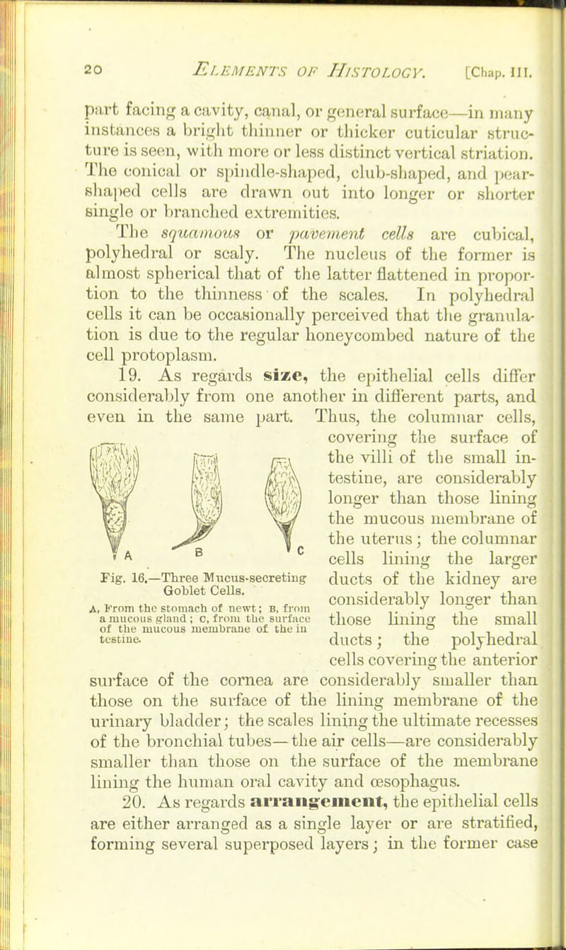 part facing a cavity, canal, or general surface—in many instances a bright thinner or thicker cuticular struc- ture is seen, with more or less distinct vertical striation. The conical or spiiidle-shaiied, club-sliaped, and pear- shaped cells are drawn out into longer or shorter single or branched extremities. The squammiH or pavement cells are cubical, polyhedral or scaly. The nucleus of the foi-mer is almost spherical that of the latter flattened in propor- tion to the thinness of the scales. In polyhedral cells it can be occasionally perceived that the granula- tion is due to the regular honeycombed nature of tlie cell protoplasm. 19. As regaixls size, the e[)ithelial cells differ considerably from one another in different parts, and even in the same part. Thus, the columnar cells, covering the sui-face of the villi of the small in- testine, are considerably longer than those lining the mucous membrane of the uterus; the columnar cells lining the larger ducts of the kidney are considerably longer than those lining the small ducts; the polyhedral cells covering the anterior sui-face of the cornea are considerably smaller than those on the surface of the lining membrane of the ui-inary bladder; the scales lining the ultimate recesses of the bronchial tubes— the air cells—are considerably smaller than those on the surface of the membrane lining the human oral cavity and oesophagus. 20. As regards arrangement, the epithelial cells are either arranged as a single layer or are stratified, forming several superposed layers; in the former case it m . A Fig. 16.—Three Mucus-secreting Goblet Cells. i'rom the stomach of newt; B, from a mucous gland ; 0, from the surface of the mucous membrane of the in testine.