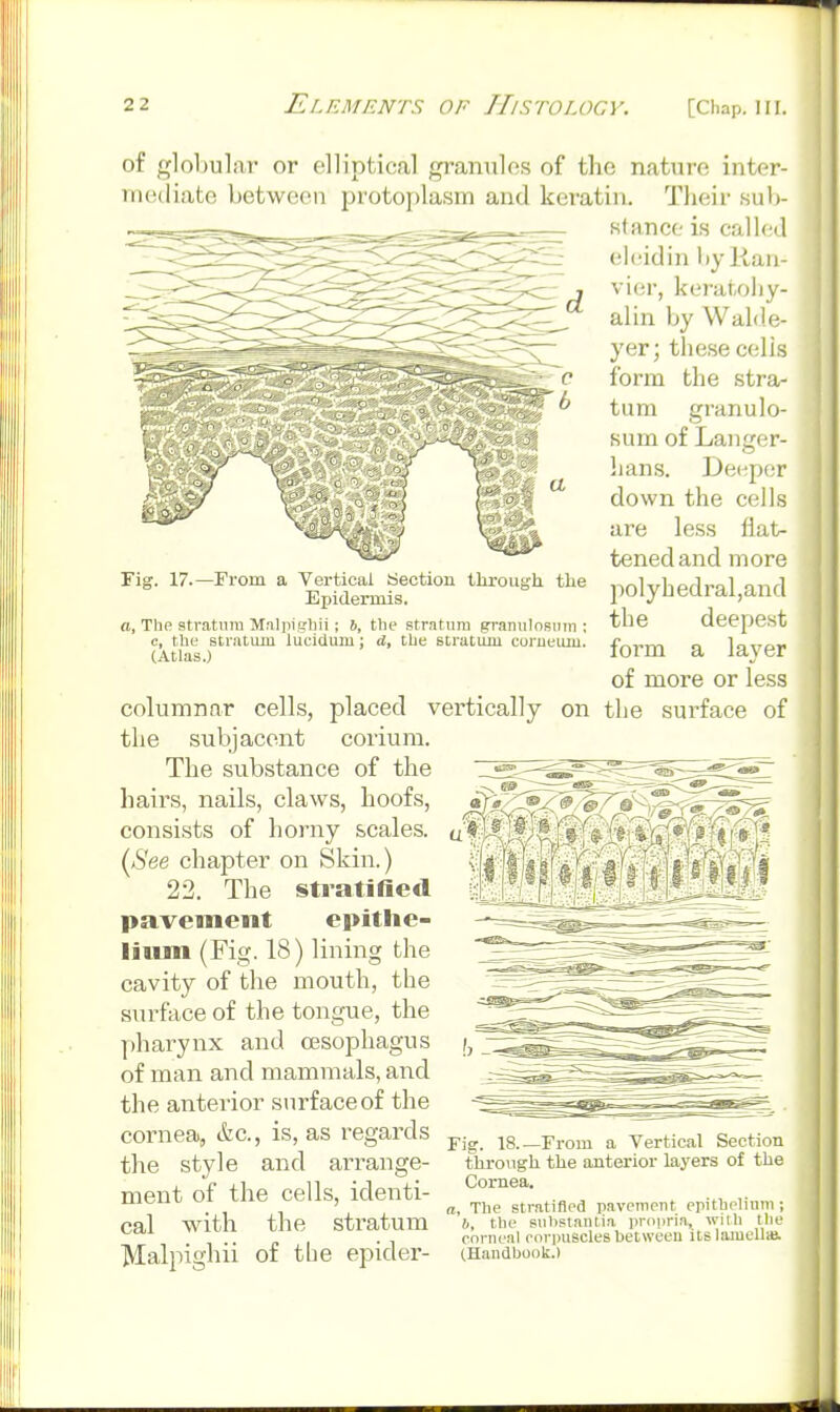 of globular or elliptical granules of the nature inter- mediate between protoplasm and keratin. Their sub- Ktance is called eleidin liy Jlaii- vier, keratoliy- alin by Walde- yer; these eel is form the stra- tum granulo- sum of Laiiger- hans. Deej^er down the cells are less flat- tened and more 2wlyhedral,and the deepest form a layer of more or less the surface of 17.—From a Vertical Section through the Epidermis. n, The stratum Mnlpiffliii ; 6, ttie stratnra jrraniilosiiin ; c, the striituiu lucidum; d, Che stratum corueuiu. (Atlas.) columnar cells, placed vei'tically on the subjacent corium. The substance of the hairs, nails, claws, hoofs, consists of horny scales. (<S'ee chapter on Skin.) 22. The stratified pavement epithe- lium (Fig. 18) lining the cavity of the mouth, the surface of the tongue, the pharynx and cesophagus of man and mammals, and the anterior surface of the cornea, &c., is, as regards the style and arrange- ment of the cells, identi- cal with the stratum Malpighii of tbe epider- Fig. 18.—From a Vertical Section through the anterior layers of the Cornea. a, The stratified ii.avement epithelium ; ?), the substantia propria, wilh the corneal eoi-puscles between itslamellai (Handbook.)