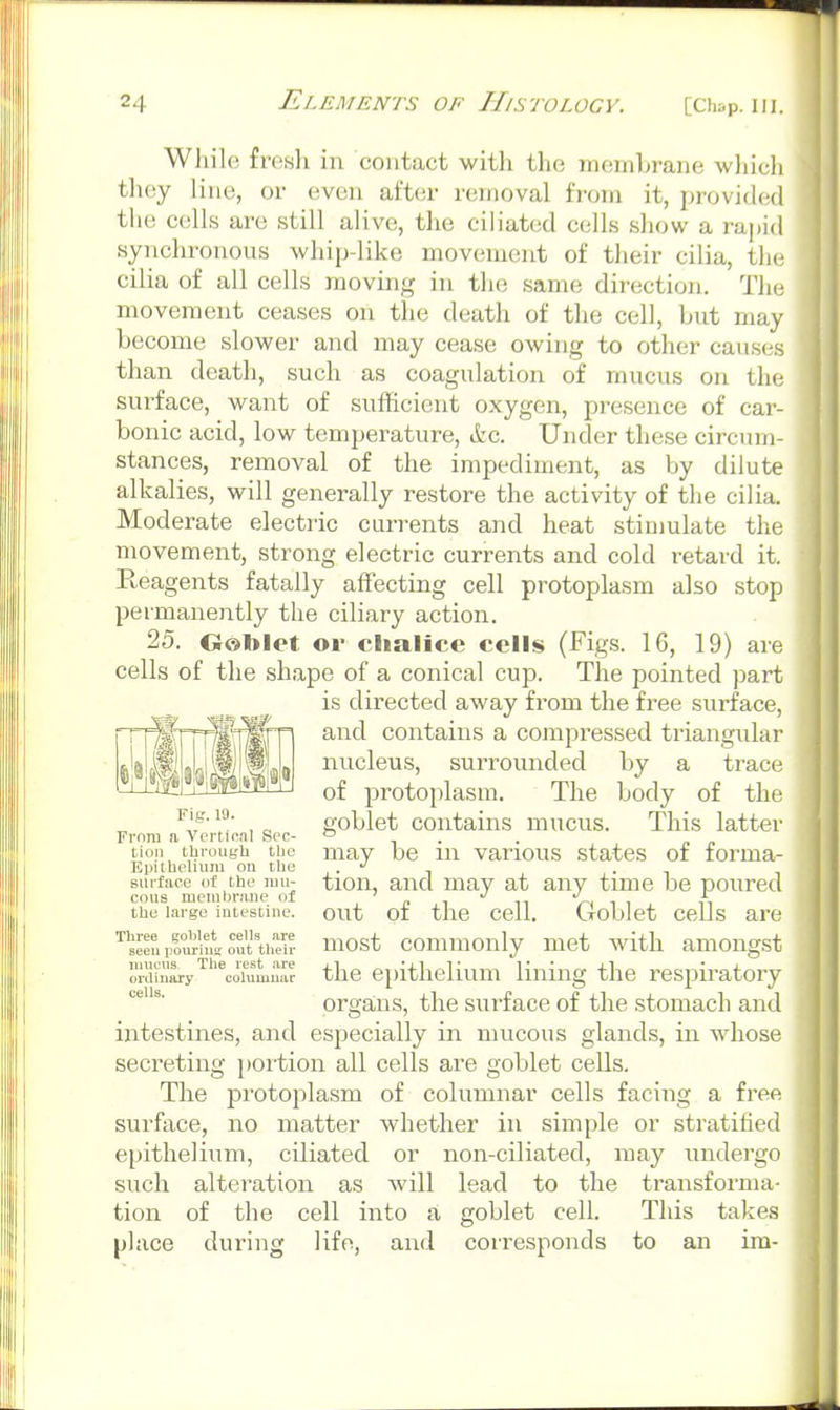 While fresh in contact with the membrane whicli tluiy line, or even after removal from it, provided the cells are still alive, the ciliated cells show a rapid synchronous whip-like movement of tlieir cilia, tlic cilia of all cells moving in the same direction. The movement ceases on the death of the cell, but may become slower and may cease owing to other causes than death, such as coagulation of mucus on the surface, want of sufficient oxygen, presence of car- bonic acid, low temperature, Ac. Under these circum- stances, removal of the impediment, as by dilute alkalies, will generally restore the activity of the cilia. Moderate electric currents and heat stimulate the movement, strong electric currents and cold retard it. Reagents fatally affecting cell protoplasm also stop permanently the ciliary action. 25. Ooblet or clialice cells (Figs. IG, 19) are cells of the shape of a conical cup. The pointed part is directed away from the free surface, and contains a compressed triangular nucleus, surrounded by a trace of protoplasm. The body of the goblet contains mucus. This latter may be in various states of forma- tion, and may at any time be poured out of the cell. Goblet cells are most commonly met with amongst the epithelium lining the respiratory organs, the siirface of the stomach and intestines, and especially in mucous glands, in whose secreting portion all cells are goblet cells. The protoplasm of columnar cells facing a free surface, no matter whether in simple or stratified epithelium, ciliated or non-ciliated, may vindergo such alteration as will lead to the transforma- tion of the cell into a goblet cell. This takes place during life, and corresponds to an ira- Fig.19. Frnru a Vertical Sec- tion tbroufh tLio Bpitlipliuiu on tlie surface iif the rau- cous menilirane of the large intestine. Tliree troblet cells jire seen pouriUK out their iniicus. The rest are ordinary columujir cells.