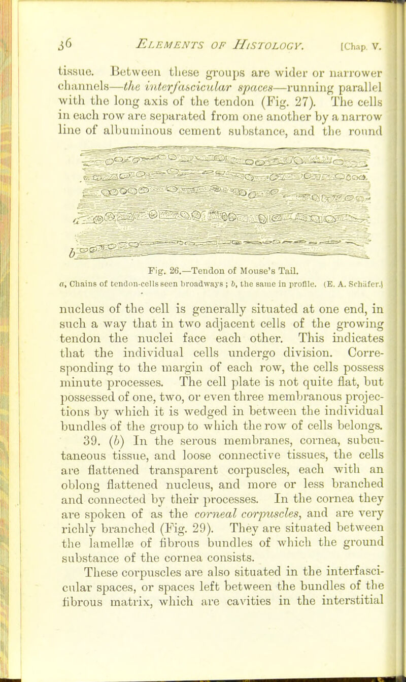 tissue. Between tliese groups are wider or narrower cliiinuels—the hdarfascicular spaces—running parallel with the long axis of the tendon (Fig. 27). The cells in each row are separated from one another by a narrow line of albuminous cement substance, and the round Fig. 26.—Tendon of Mouse's TaU. a. Chains of tcndon-ccllsseen broadways ; 6, the same in iiroflle. (E. A. Srhafer.l nucleus of the cell is generally situated at one end, in such a way that in two adjacent cells of the growing tendon the nuclei face each other. This indicates that the individual cells undergo division. Corre- sponding to the margin of each row, the cells possess minute processes. The cell plate is not quite flat, but possessed of one, two, or even three membranous projec- tions by which it is wedged in between the individual bundles of the group to which the row of cells belongs. 39. (6) In the serous membranes, cornea, subcu- taneous tissue, and loose connective tissues, the cells are flattened transparent corpuscles, each with an oblong flattened nucleus, and more or less branched and connected by their ])rocesses. In the cornea they are spoken of as the corneal corpuscles, and are very richly branched (Fig. 29). They are situated between the lamellfe of fibrous bundles of which the ground substance of the cornea consists. These corpuscles are also situated in the interfasci- cular spaces, or spaces left between the bundles of tlie fibrous matrix, which are cavities in the interstitial