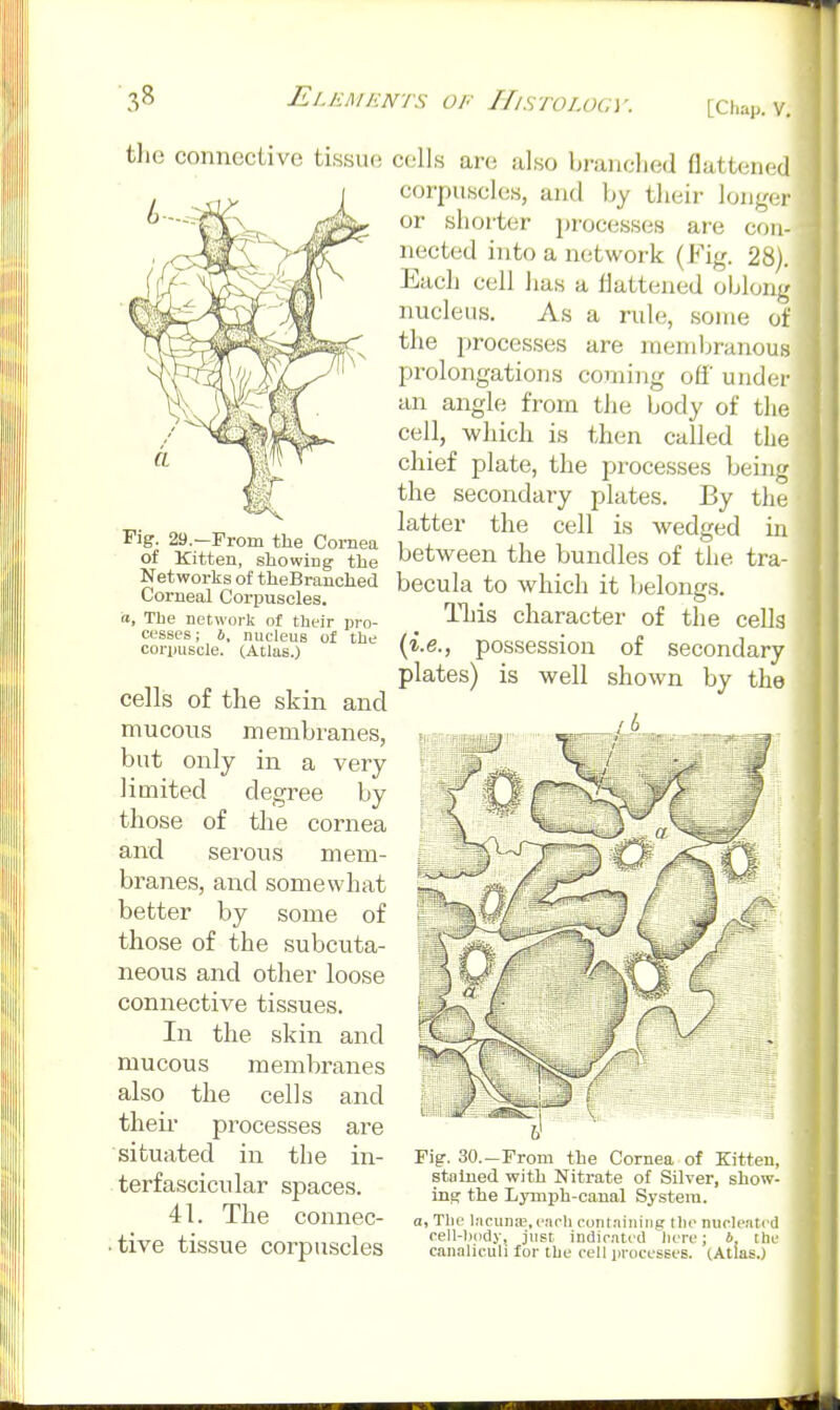 3^ El/-:A//'NTS OF Histolocy [Chap. V. the connective ti.ssuo 6-: Fig. 29.-From the Cornea of Kitten, showing the Networks of theBranohed Corneal Corpuscles. a. The network of their pro- cesses ; 6, nucleus of the corijuscle. (Atlas.) cells of the skin and mucous membranes, but only in a very limited degree by those of tlie cornea and serous mem- branes, and somewhat better by some of those of the subcuta- neous and other loose connective tissues. In the skin and mucous membranes also the cells and theii- processes are situated in the in- terfascicular spaces. 41. The connec- • tive tissue corpuscles cells are also branched flattened corpuscles, and by their long(;)- or shorter processes are con- nected into a network (Fig. 28). Each cell has a flattened oblong nucleus. As a rule, some of the processes are membranous prolongations coming ofl' under an angle from the body of the cell, which is then called the chief plate, the processes being the secondary plates. By the latter the cell is wedged in between the bundles of the tra- becula to which it belongs. This character of the cells (i.e., possession of secondary plates) is well shown by the Fig. 30.—From the Cornea of Kitten, stained with Nitrate of Silver, show- ing the Lymph-canal System. a, Tlie lacuna?,each containing the nucleated cell-body, just indicated liere; b the ctinaliculi for the cell processes. (Atlas.)