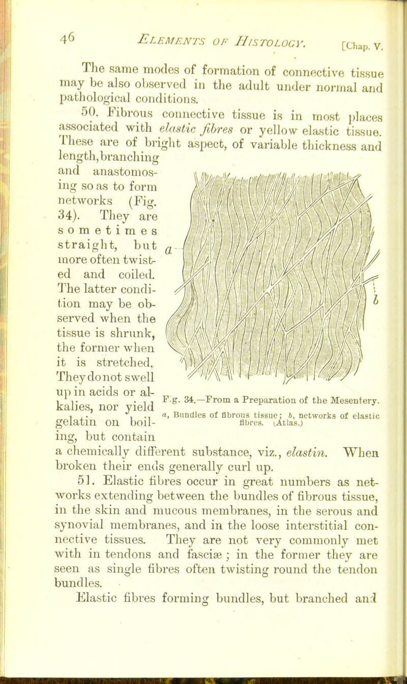 [Chap. V. The same modes of formation of connective tissue may be also observed in tlie adult under normal and imthological conditions. 50. Fibrous connective tissue is in most i)laces associated with eluHtic fibres or yellow elastic tissue. These are of bright aspect, of variable thickness and length, branching and anastomos- ing so as to form networks (Fig. 34). They are sometimes straight, but more often twists ed and coiled. The latter condi- tion may be ob- served when the tissue is shrunk, the former when it is stretched. They do not swell up in acids or al- kalies, nor yield gelatin on boil- ing, but contain a chemically different substance, viz., elastin. broken their ends generally curl up. 51. Elastic fibres occur in great numbers as net- works extending between the bundles of fibrous tissue, in the skin and mucous membranes, in the serous and synovial membranes, and in the loose interstitial con- nective tissues. They are not very commonly met with in tendons and fascife ; in the former they are seen as single fibres often twisting round the tendon bundles. Elastic fibres forming bundles, but branched and F.g. 34.—From a Preparation of the Mesentery. a. Bundles of fibrous tissue: b, networks of elastic fibres. (.Atlas.) When