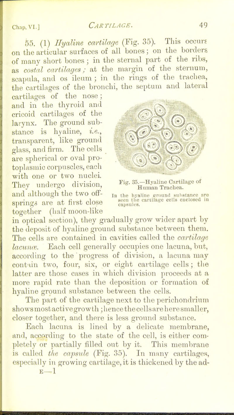 55. (1) Hyaline cartilage (Fig. 35). This occurs on the articular surfaces of all bones; on the borders of many short bones ; in the sternal part of the ribs, as costal cartilages; at the margin of the sternum, scapula, and os ileum ; in the rings of the trachea, the cartilages of the bronchi, the septum and lateral cartilages of the nose; and in the thyroid and cricoid cartilages of the larynx. The ground sub- stance is hyaline, i.e., transparent, like ground glass, and firm. The cells are spherical or oval pro- toplasmic corpuscles, each with one or two nuclei. They undergo division, and although the two off- springs are at first close together (half moon-like in optical section), they gradually grow wider apart by the deposit of hyaline ground substance between them. The cells are contained in cavities called the cartilage lacunce. Each cell generally occupies one lacuna, but, according to the progress of division, a lacuna may cont-iin two, four, six, or eight cartilage cells; the latter are those cases in which division proceeds at a more rapid rate than the deposition or formation of hyaline ground substance between the cells. The part of the cartilage next to the perichondrium sho ws most act] vegrow th; hence the cells are here smaller, closer together, and there is less ground substance. Each lacuna is lined by a delicate membrane, and, according to the state of the cell, is either com- pletely or partially filled out by it. This membrane is called the capsule (Fig. 35). In many cartilages, especially in growing cartilage, it is thickened by the ad- E—l' Fig. 35.—Hyaline Cartilage of Human Trachea. In tlie liyaline cround sulistanoe are seen the cartilage cells enclosed in caijsult's.