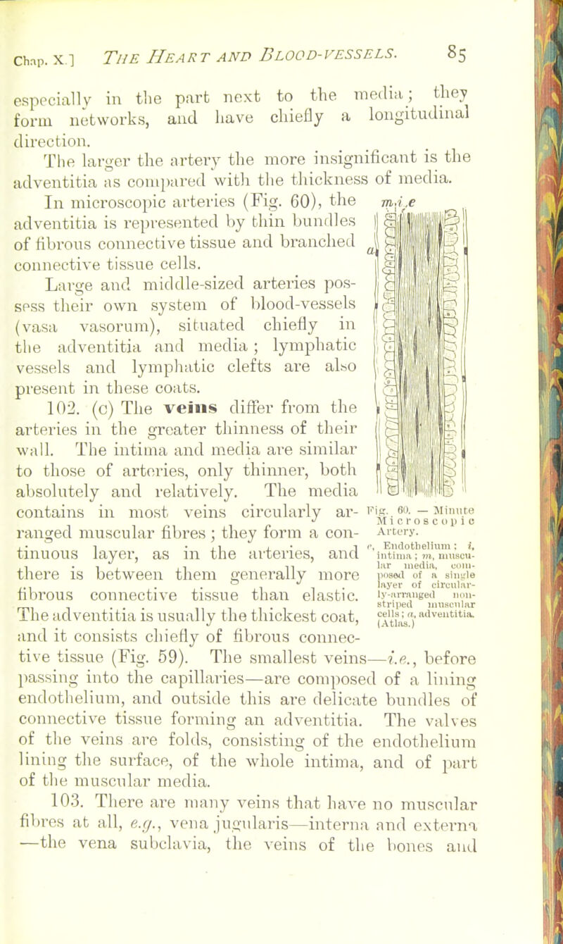 9 e.speciallv in tlie part next to the raeclia; they form network.s, and have chiefly a longitudinal direction. The larger the artery the more insignificant is the adventitia as compared with the thickness of media. In microscopic arteries (Fig. 60), the ■mA^.e adventitia is represented by thin bundles of tibrous connective tissue and branched connective tissue cells. Large and middle-sized arteries po.s- spss their own system of blood-vessels (vasa vasorum), situated chiefly in the adventitia and media ; lymphatic vessels and lymphatic clefts are also present in these coats. 102. (c) The veins differ from the arteries in the greater thinness of their wall. The intima and media are similar to those of arteries, only thinner, both absolutely and relatively. The media contains in most veins circularly ax'- ranged muscular fibres ; they form a con- tinuous layei-, as in the ai'teries, and there is between them generally more fibrous connective tissue than elastic. The adventitia is usually the thickest coat, and it consists chiefly of fibrous connec- tive tissue (Fig. 59). The smallest veins passing into the capillaries—are composed of a lining endothelium, and outside this are delicate bundles of connective tissue forming an adventitia. The valves of the veins are folds, consisting of the endothelium lining the surface, of the whole intima, and of part of the muscular media. 103. There are many veins that have no muscular fd)res at all, e.i/., vena jugularis—interna nnd externa —the vena subclavia, the veins of the bones and ig. 60. — ]Minute M i c r o s c t) i> i c Artery. Endothelium ; i, intima; m. nmscii- lar media, eniu- jiosftil of a sinirle layer of circular- ly-jirranged non- striped musenlar cells; a, adventitia. (Atlas.) before