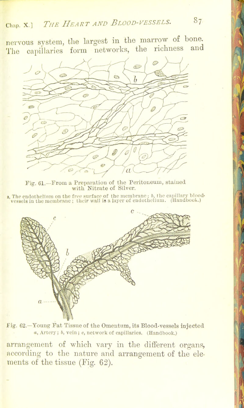 nervous system, tlie largest in the marrow of bone. The capiiharies form networks, the richness and Pig. 61.^Trom a Pi-eparatiou of the Peritoneum, stained with Nitrate of Silver. a, The endothelium on the free surface of the ineral)rane; 6, the capillary blood- vessels in the membrnne ; their wall is a layer of eudotheliLuu. (Handbook.) fig. 62.—Touug Tat Tisstie of the Omentnm, its Blood-vessels iDjected a. Artery; 6, vein ; e, network of capillaries. (Handbook.) arrangement of which vary in the different organs, according to the nature and arrangement of the ele- xnents of the tissue (Fig. 62).