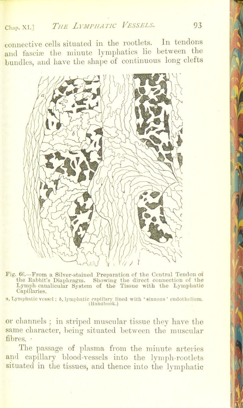 connective cells situated in the rootlets. In tendons and fasciie the minute lymphatics lie between the bundles, and have the shape of continuous long clefts rig, 6G.—From a Silver-stained Preparation of the Central Tenclon of the Rabbit's Diaphragm. Showing the direct connection of the Lymi^h canalicular System of the Tissue with the Lymphatic Capillaries. ■X, Lymiihalic Vfssel ; 6, lymiilmtic rnpillnry lined with 'sinuous' endollicliiiiu. tUanUljook.) or channels ; in striped muscular tissue they have the same character, being situated between the muscular fibres. • The passage of plasma from the minute arteries and capillary blood-vessels into the lymph-rootlets situated in tlae tissues, and thence into the lymphatic